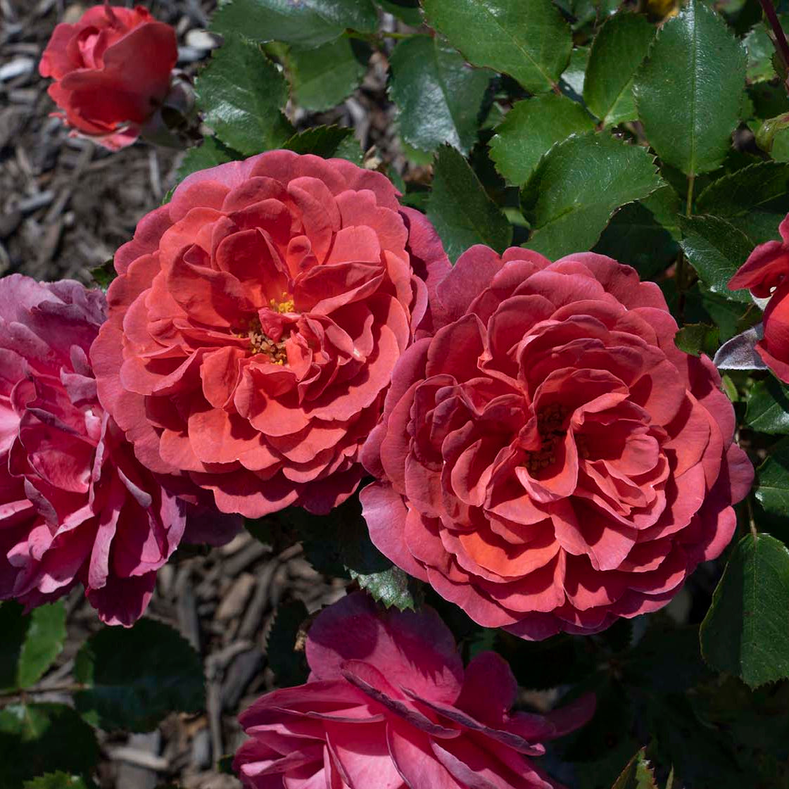Desert Sky™ Potted Rose Bush