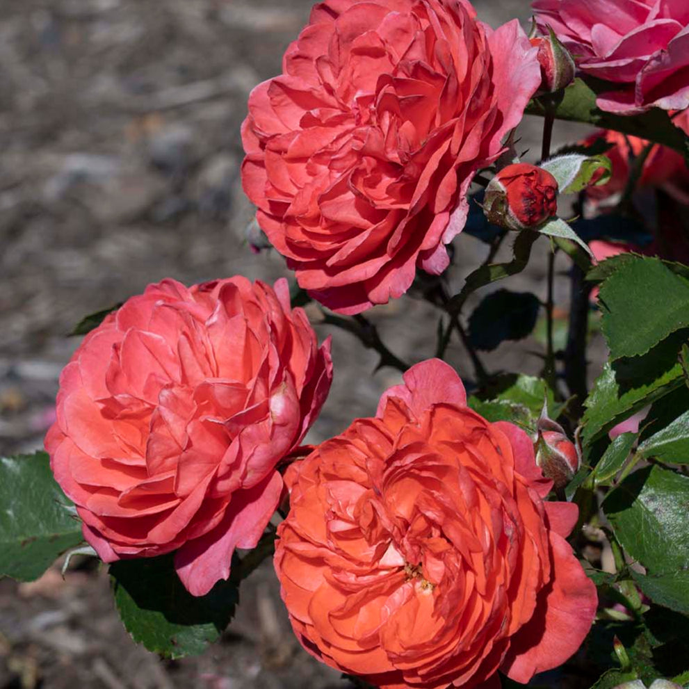 Desert Sky™ Bare Root Tree Rose