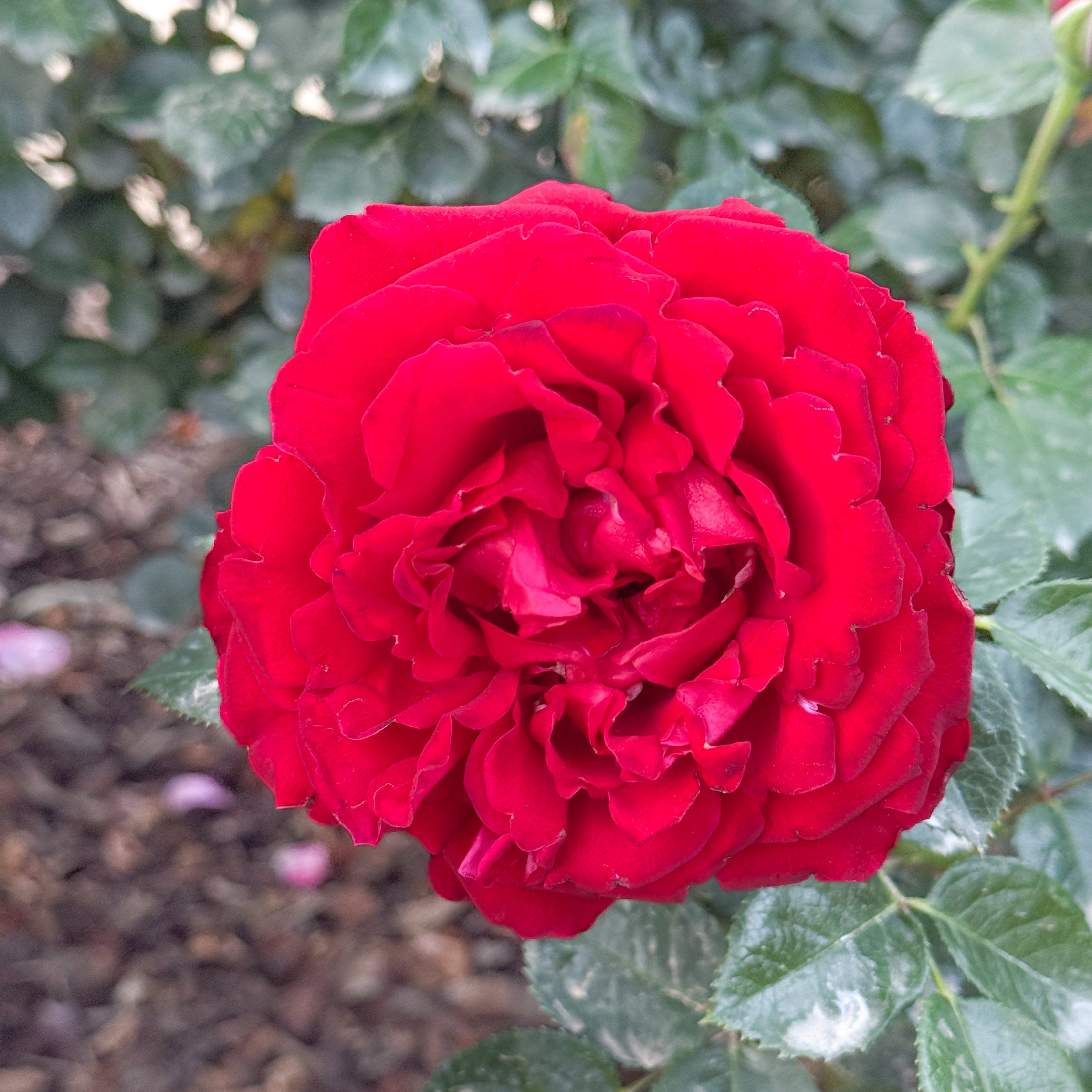 Sunbelt® Desmond Tutu™ Rose Bush