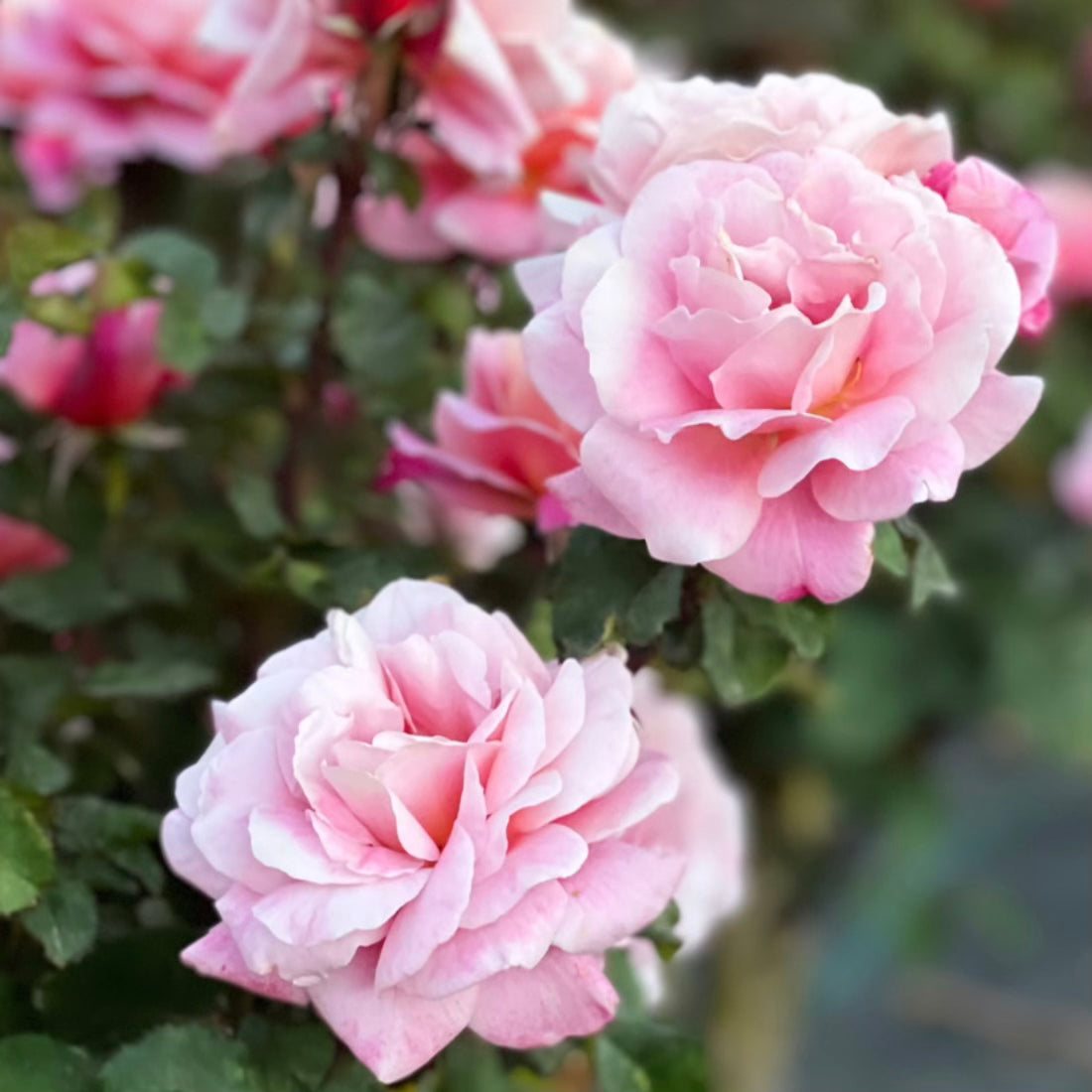 Distant Drums Potted Rose Bush