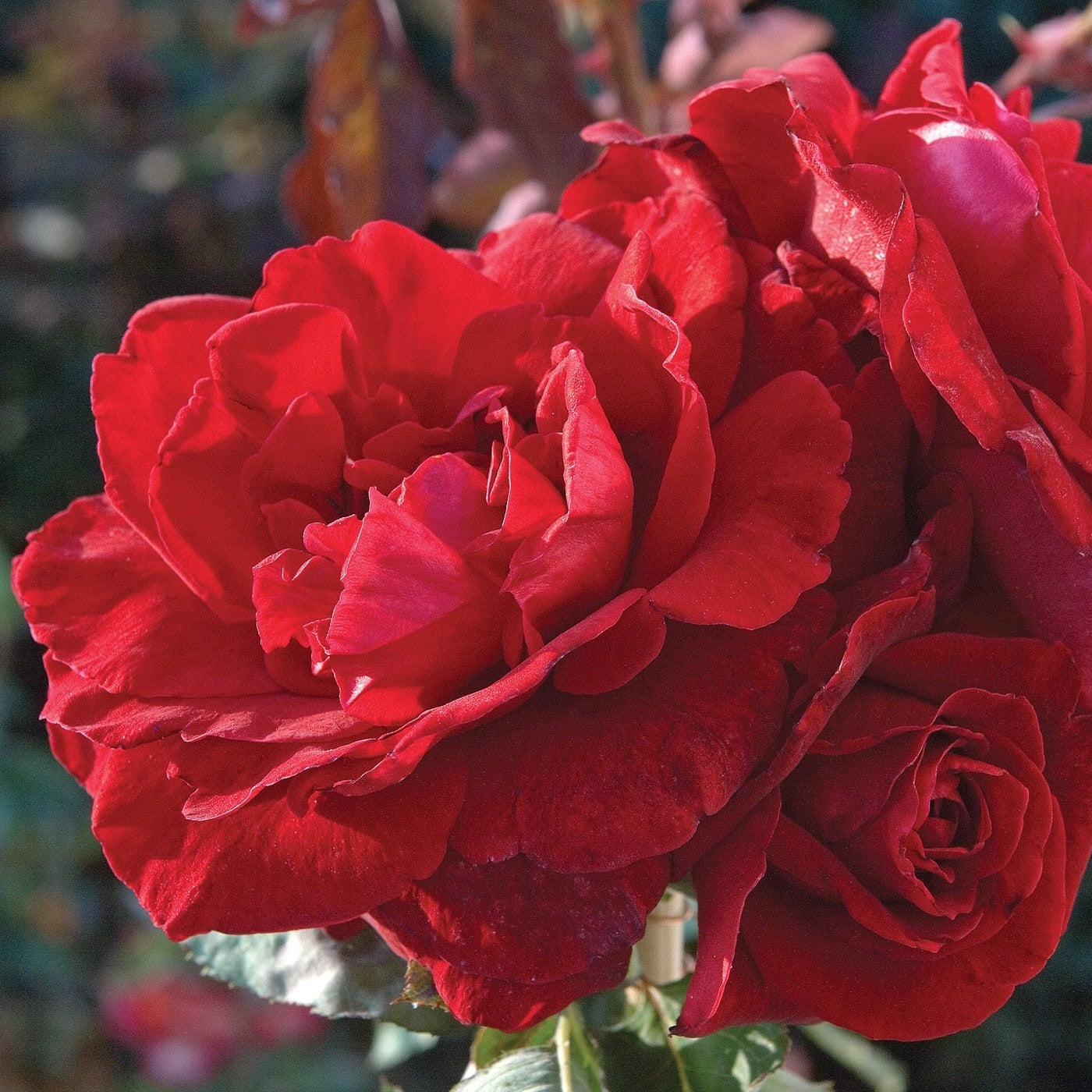 Don Juan™ Potted Climbing Rose