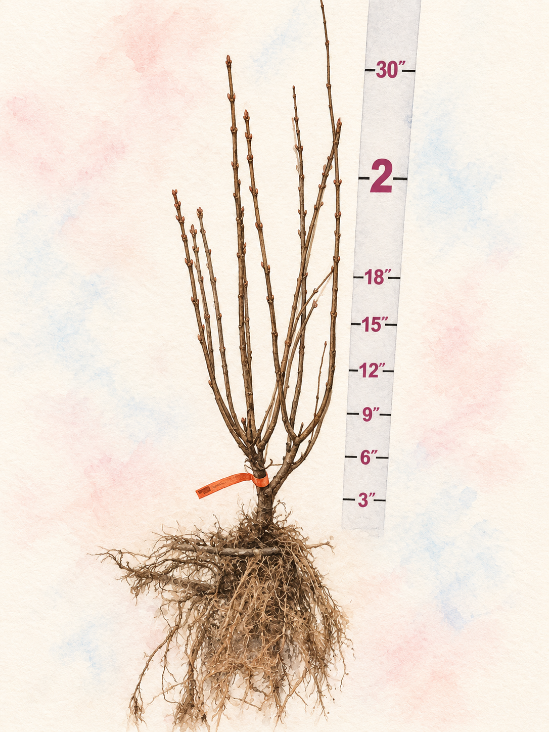 Dream Cloud™ Bare Root Lilac Bush