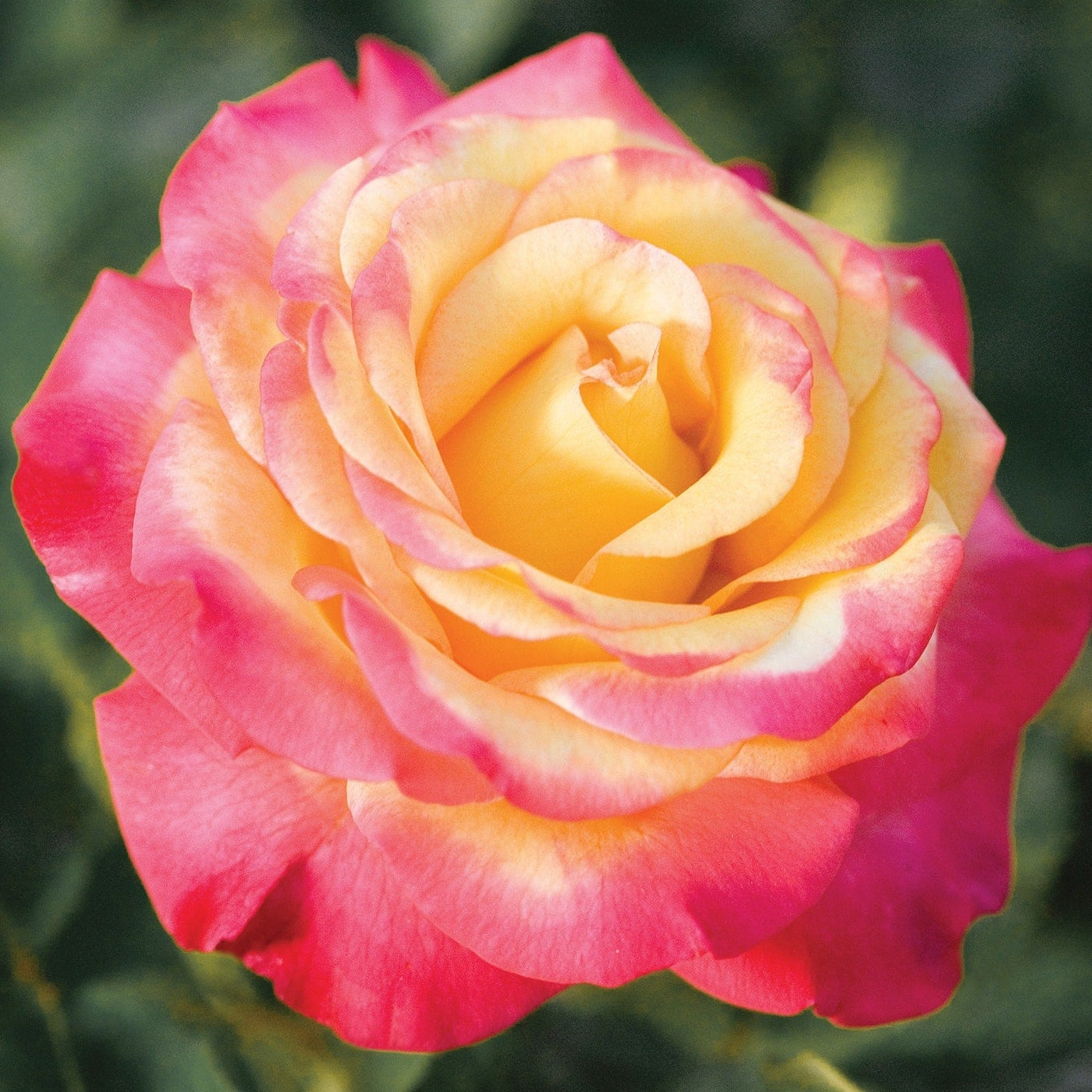Dream Come True™ Potted Rose Bush