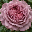 Mauve Roses