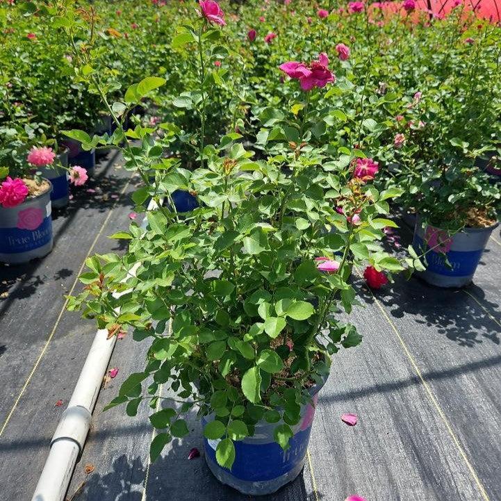 True Bloom® True Gratitude™ Potted Rose Bush