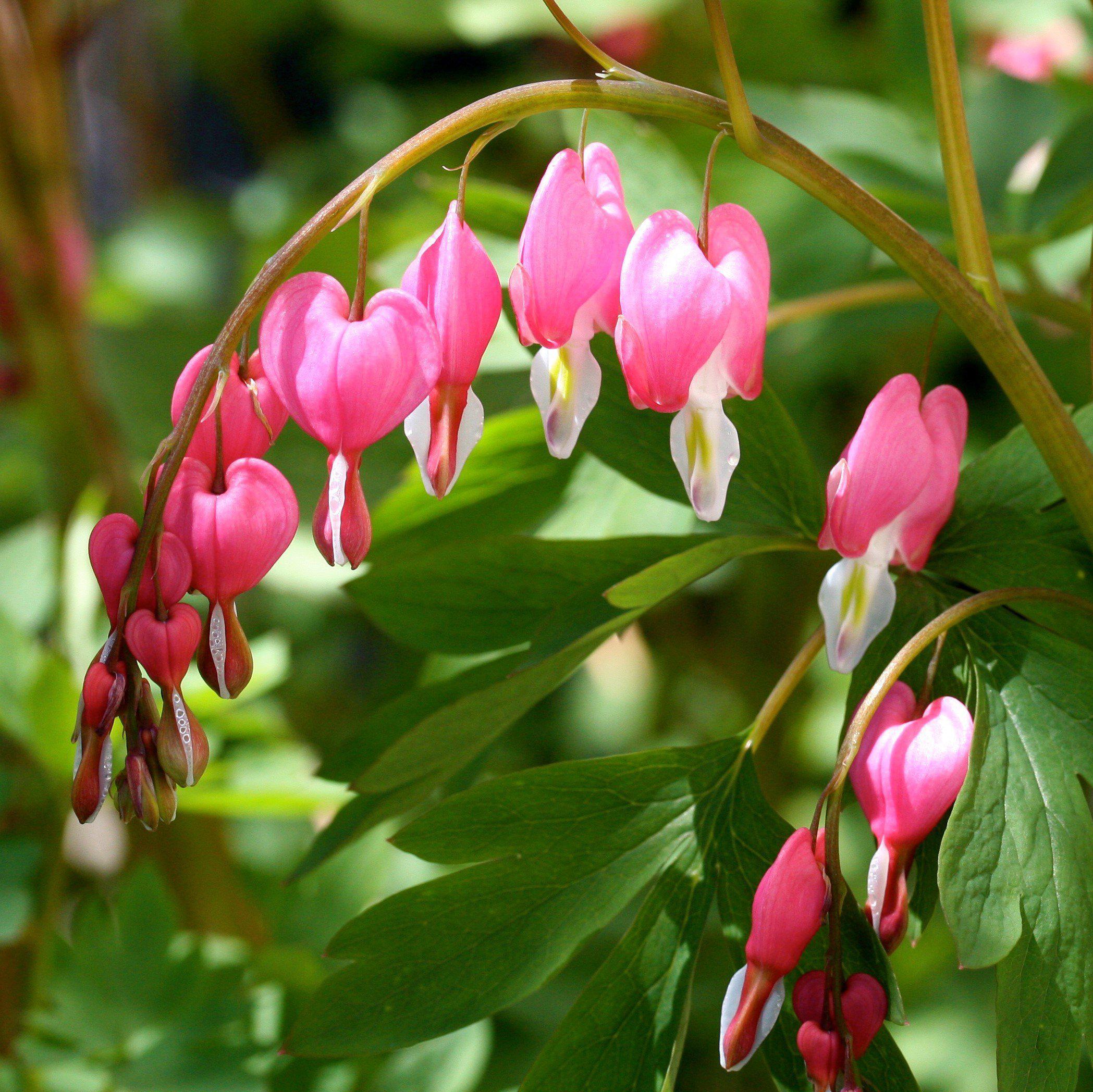 Bleeding Heart Potted Bleeding Heart Plant