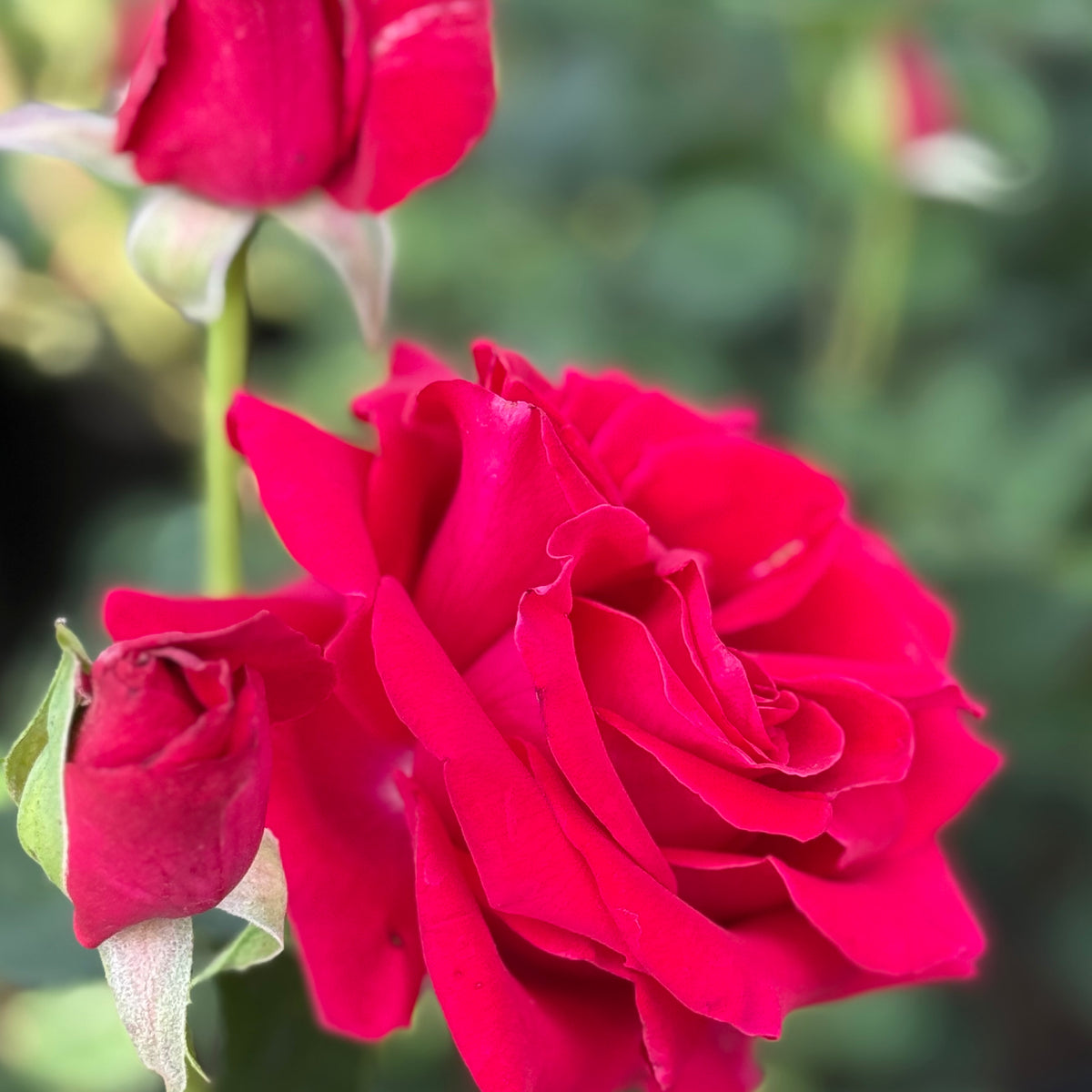 Veterans' Honor® Bare Root Rose Bush