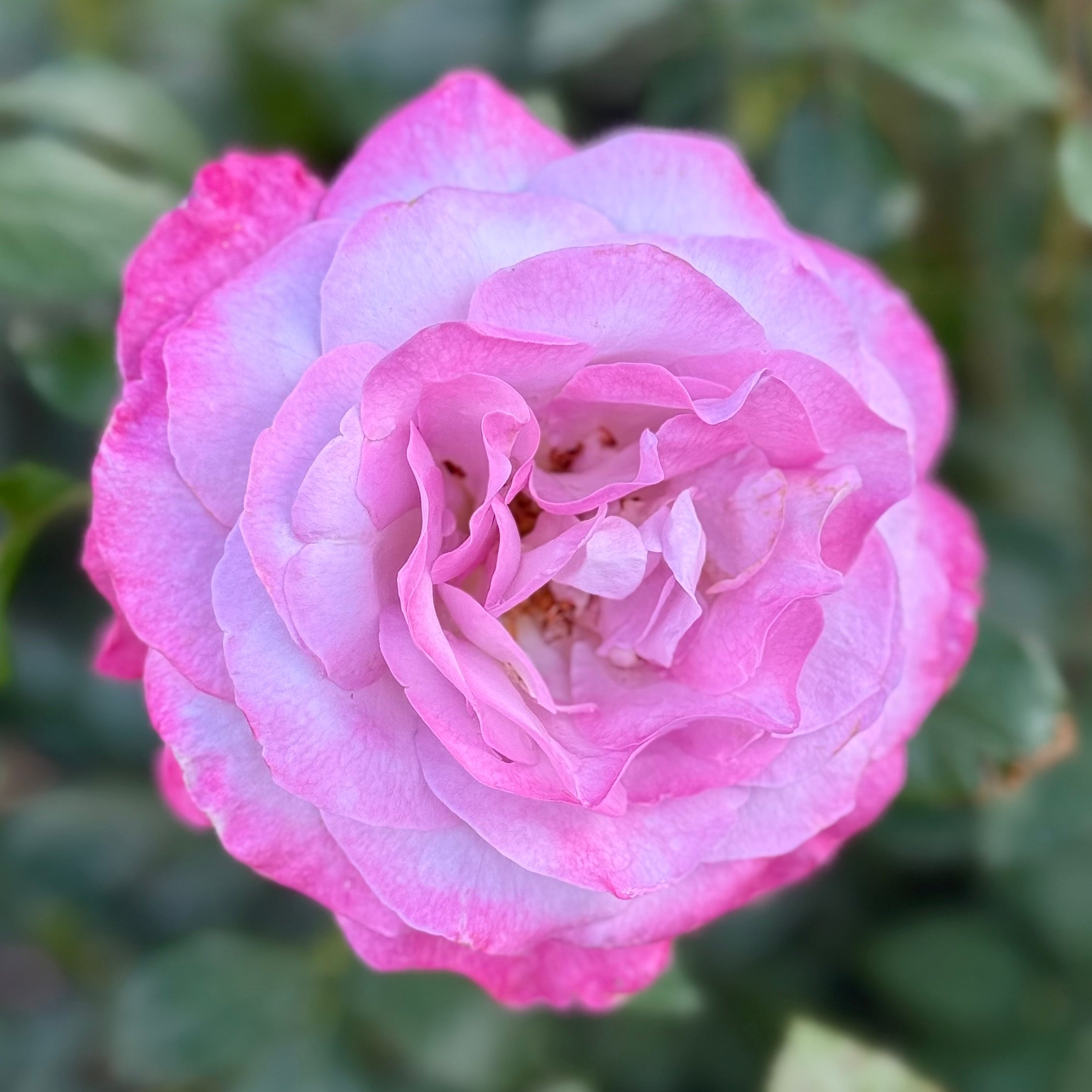 Nicole Carol Miller Potted Rose Bush