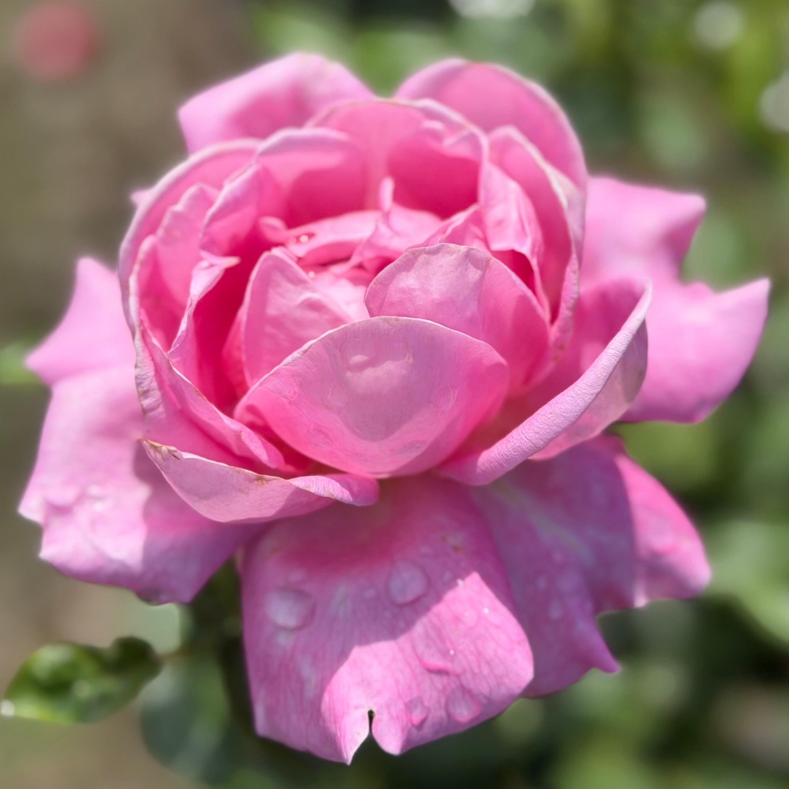 Héloïse-Grace™ Potted Rose Bush