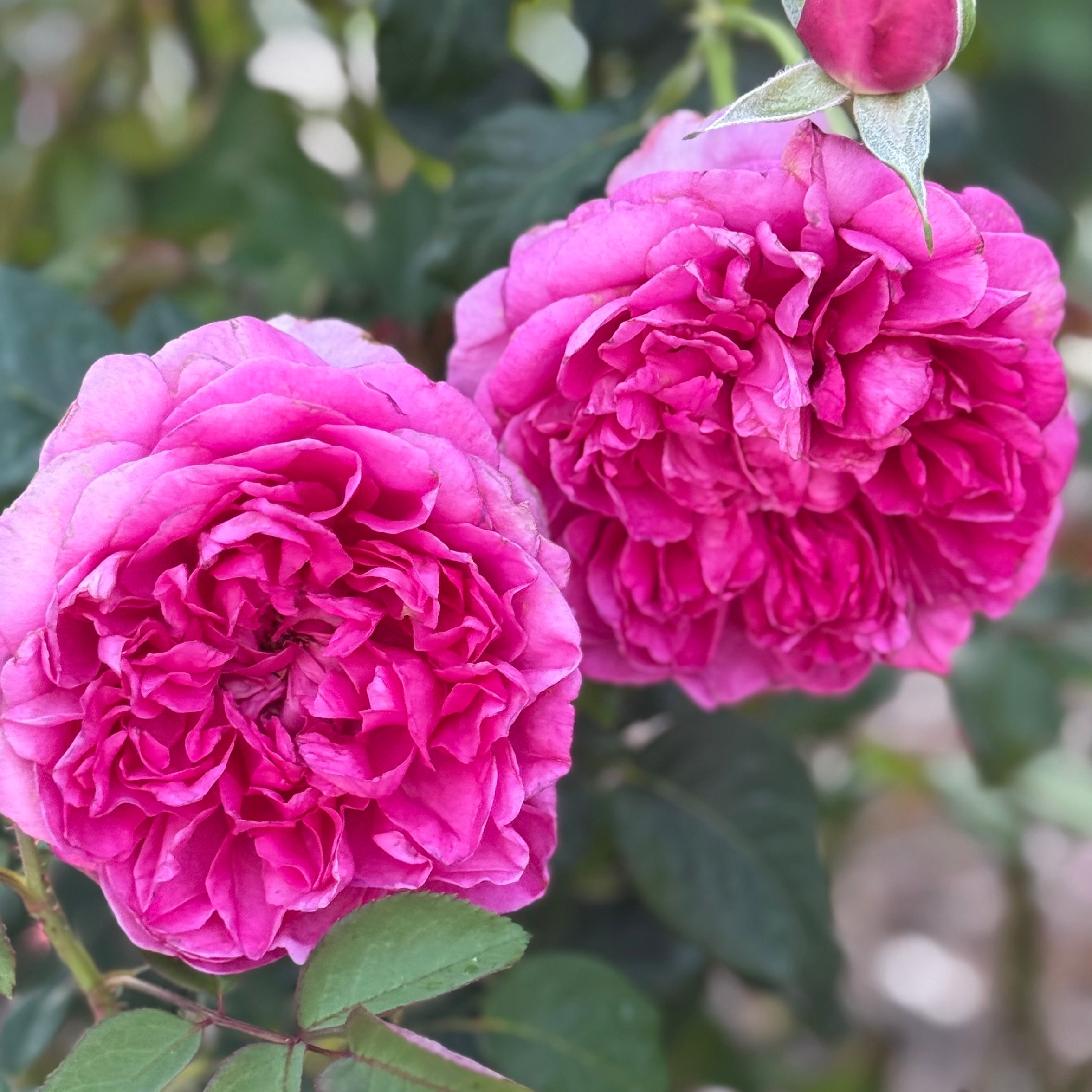 Pretty Lady™ Rose Potted Tree Rose