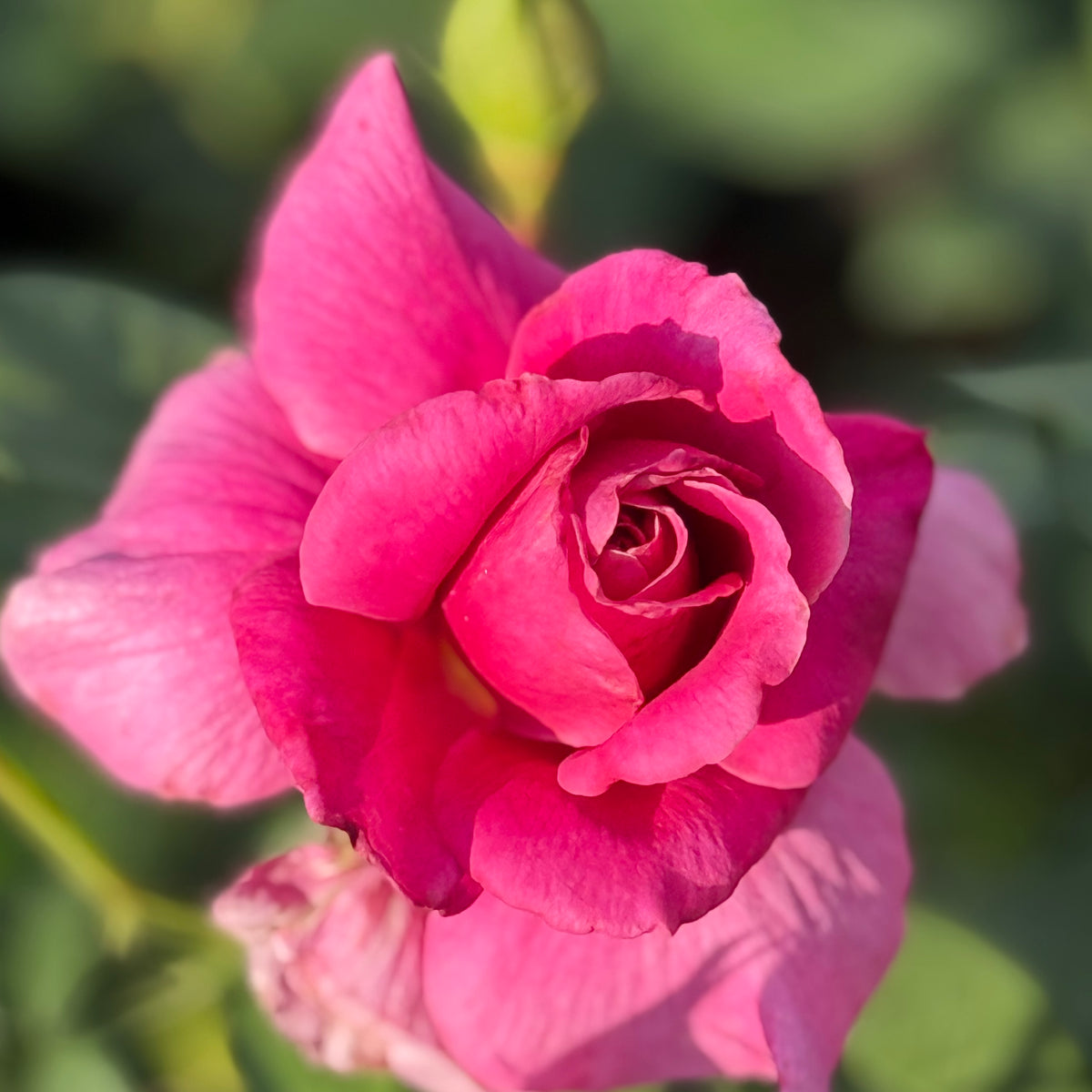Pretty Lady Rose™ Rose Bush