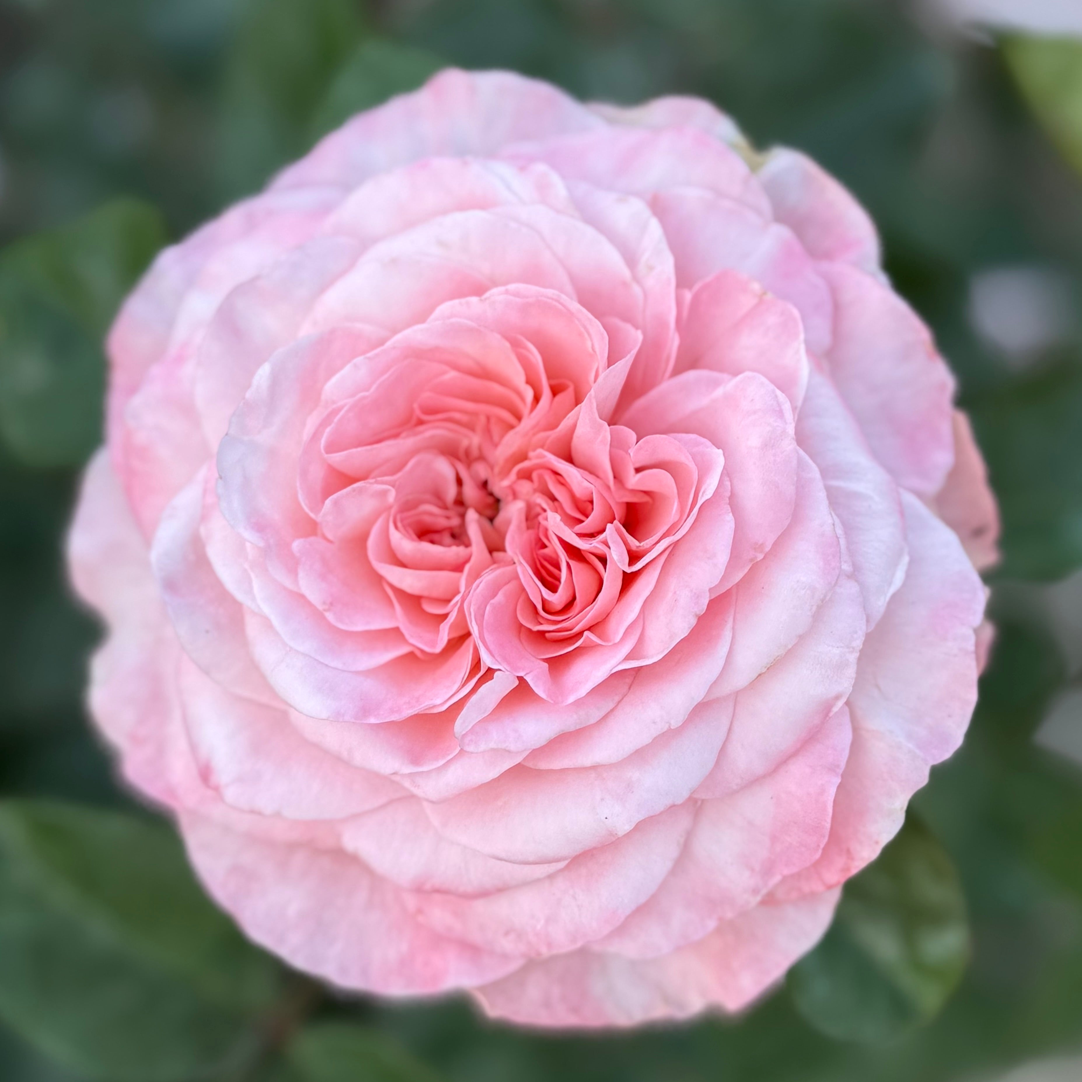Sunbelt® Savannah™ Bare Root Rose Bush
