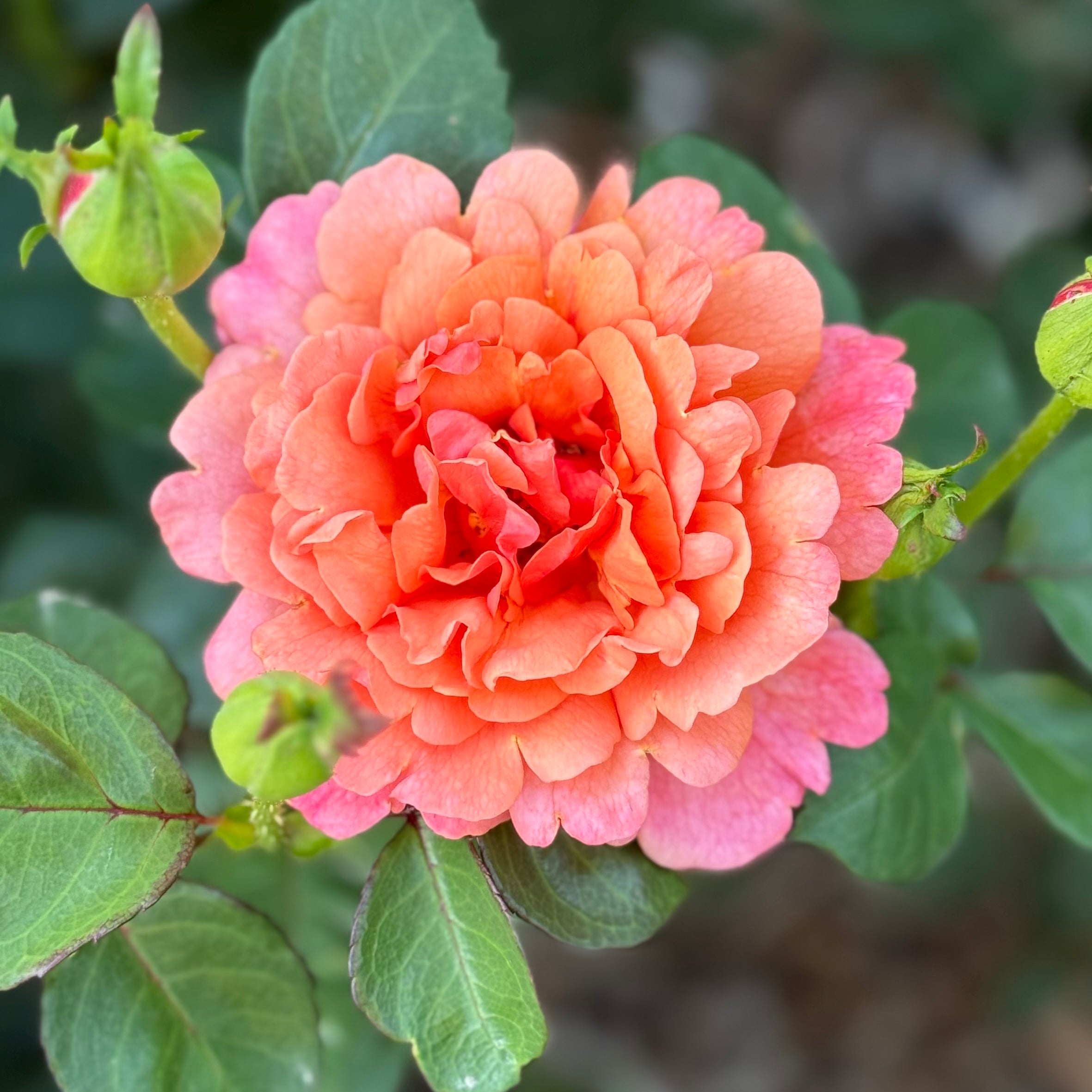 Easy Does It® Potted Rose Bush