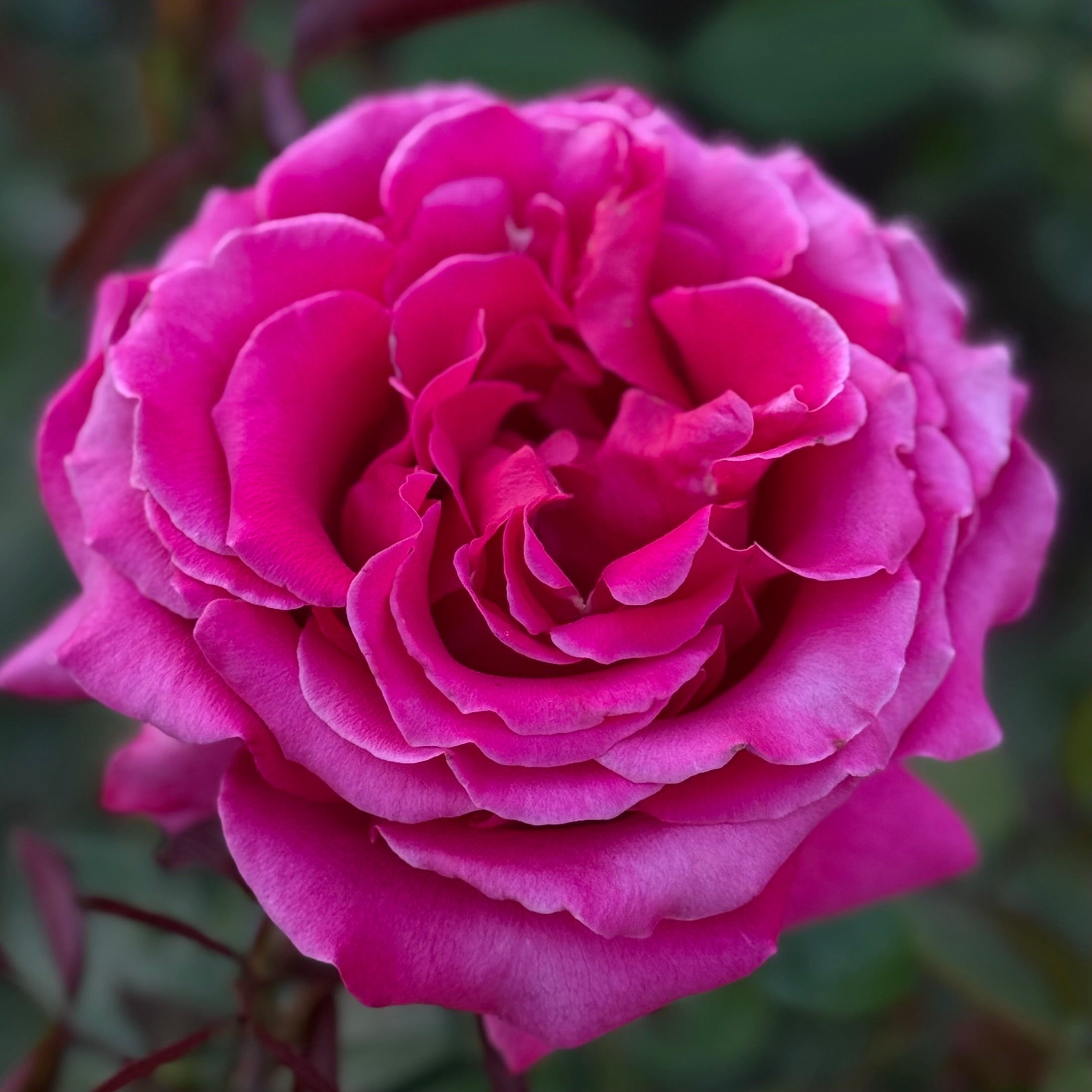 Voluptuous! Potted Rose Bush
