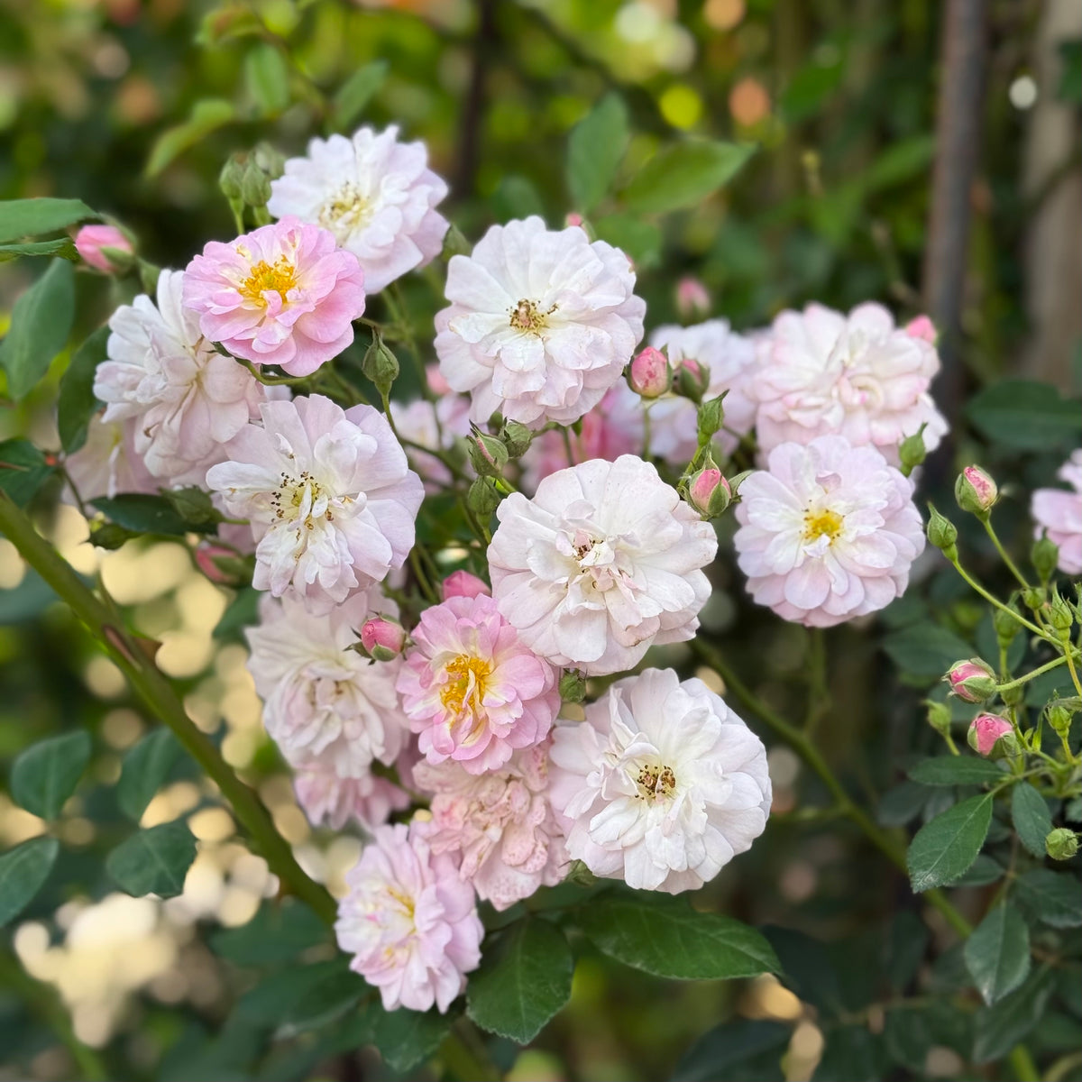 Perfume Breeze™ Climbing Potted Rose