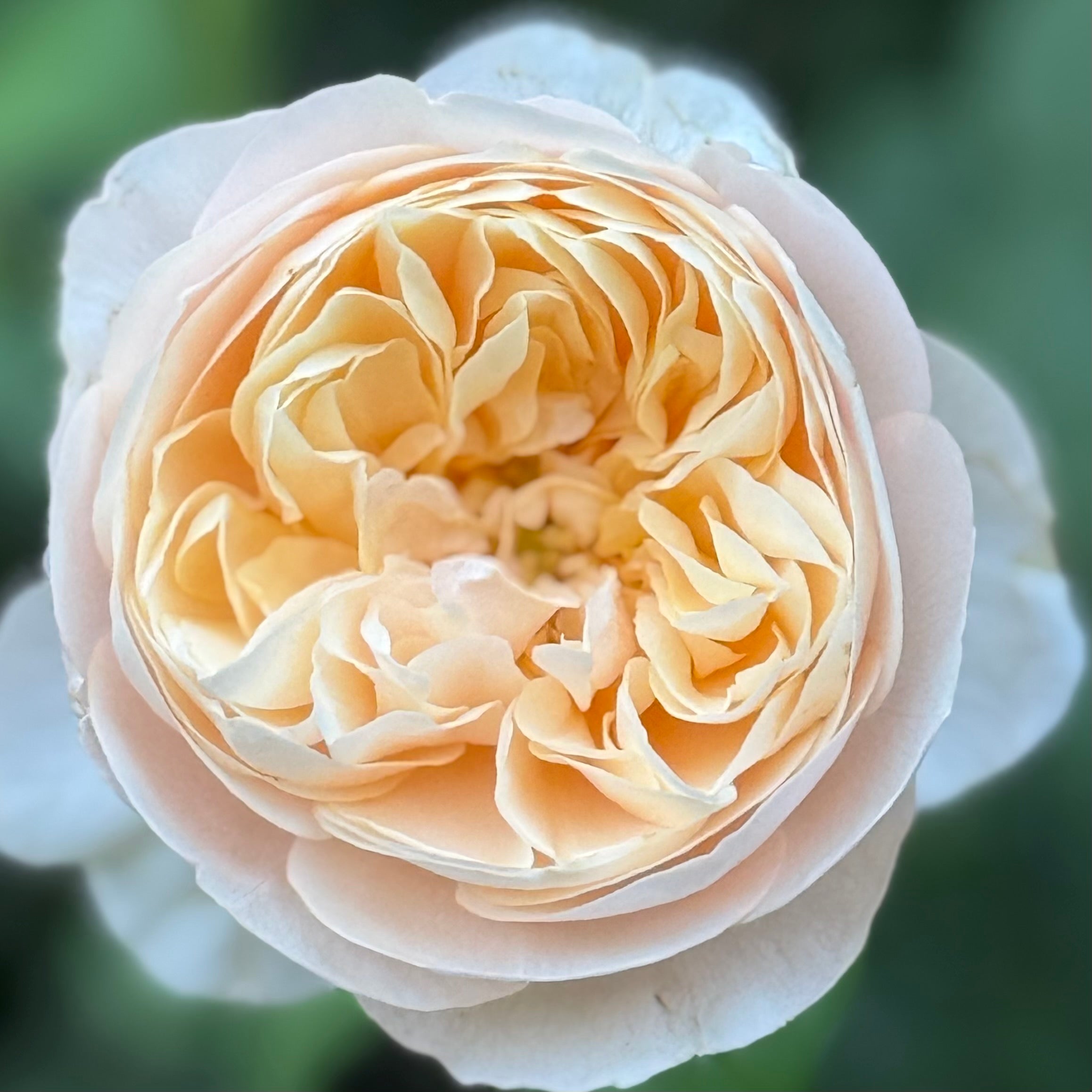 David Austin® Roald Dahl® Potted Tree Rose