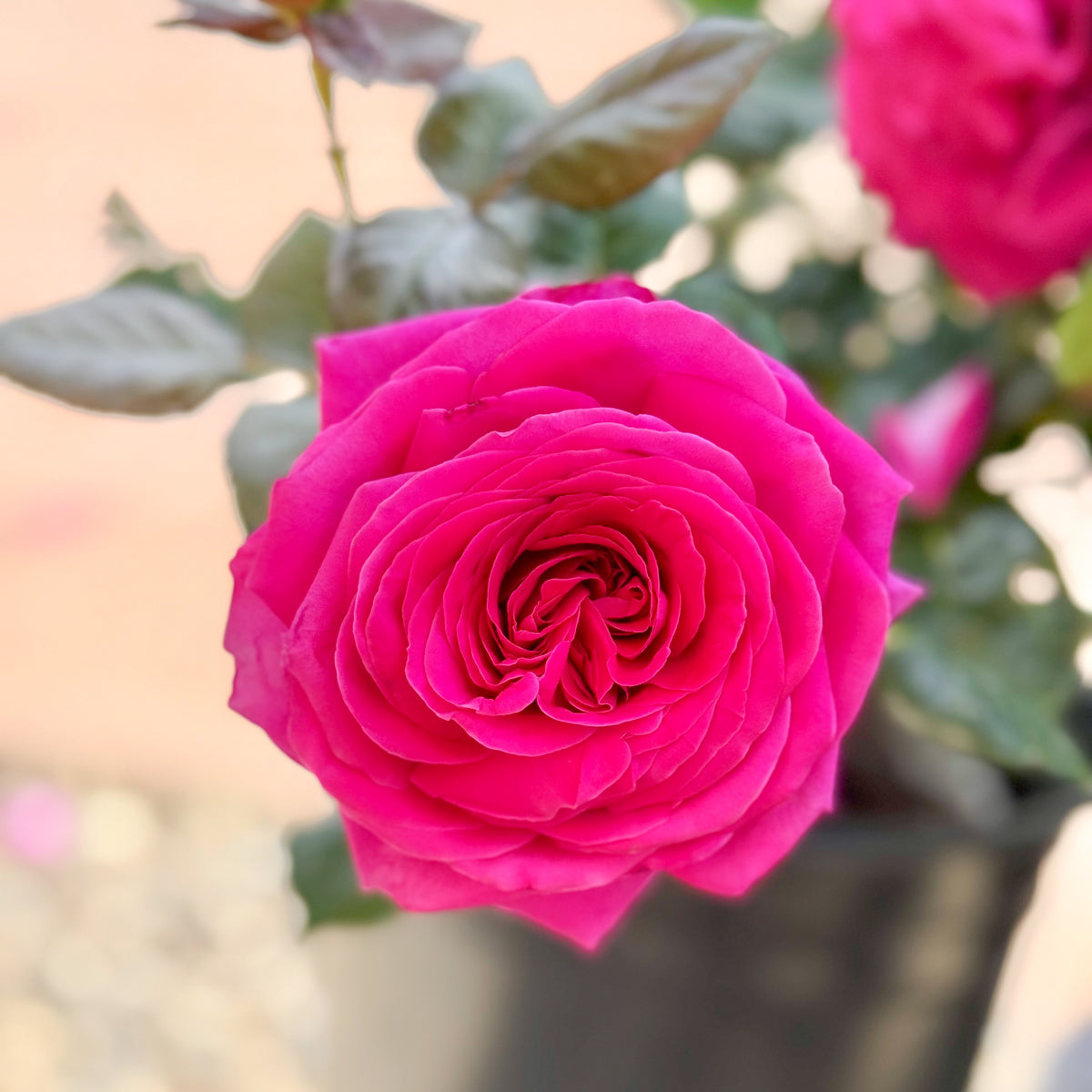 Nothing But Class Bare Root Rose Bush