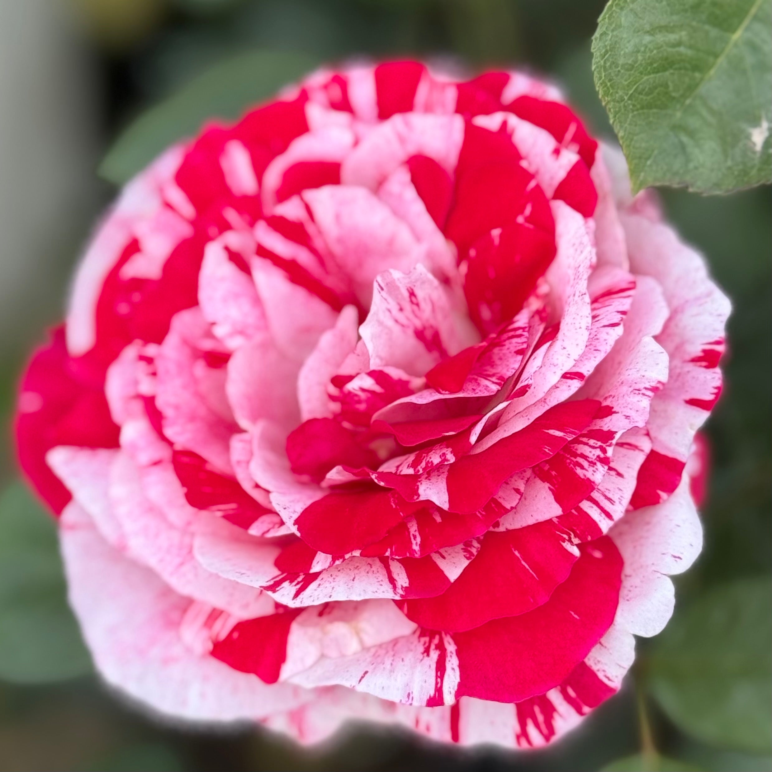 Scentimental™ Potted Rose Bush