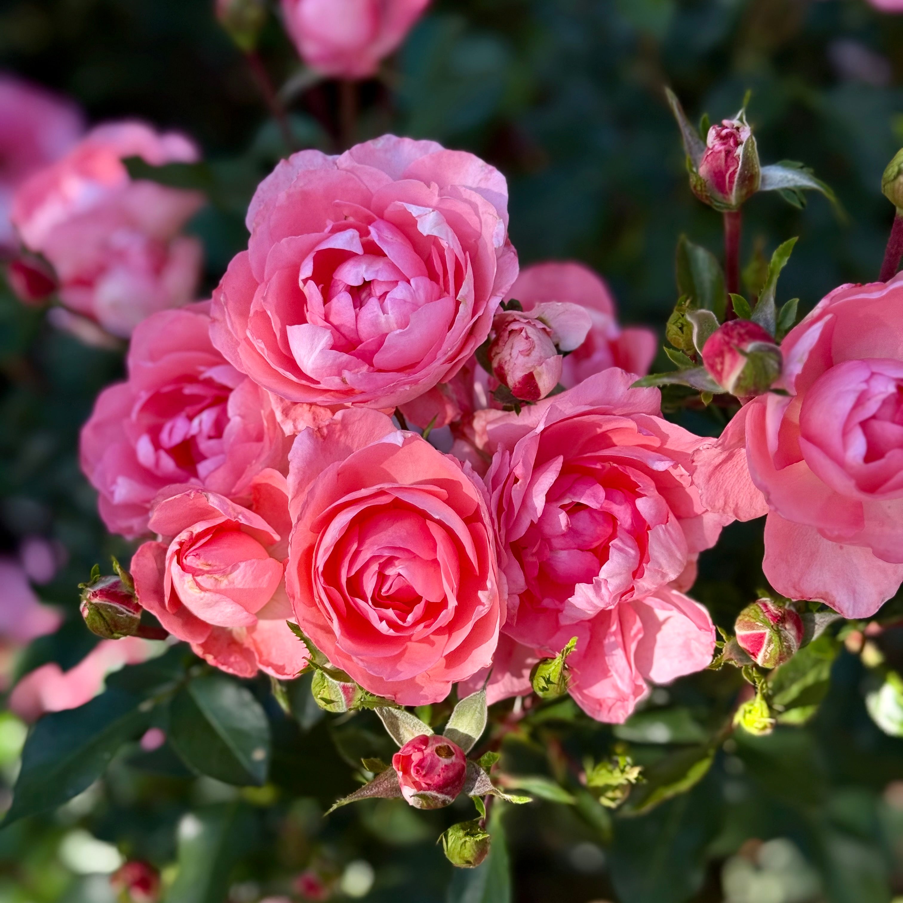 Passionate Kisses® Potted Tree Rose