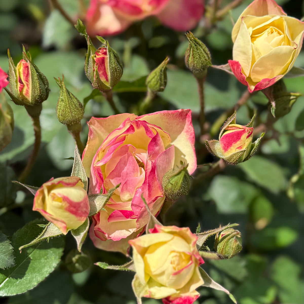 Enchanted Meadow™ Bare Root Rose Bush