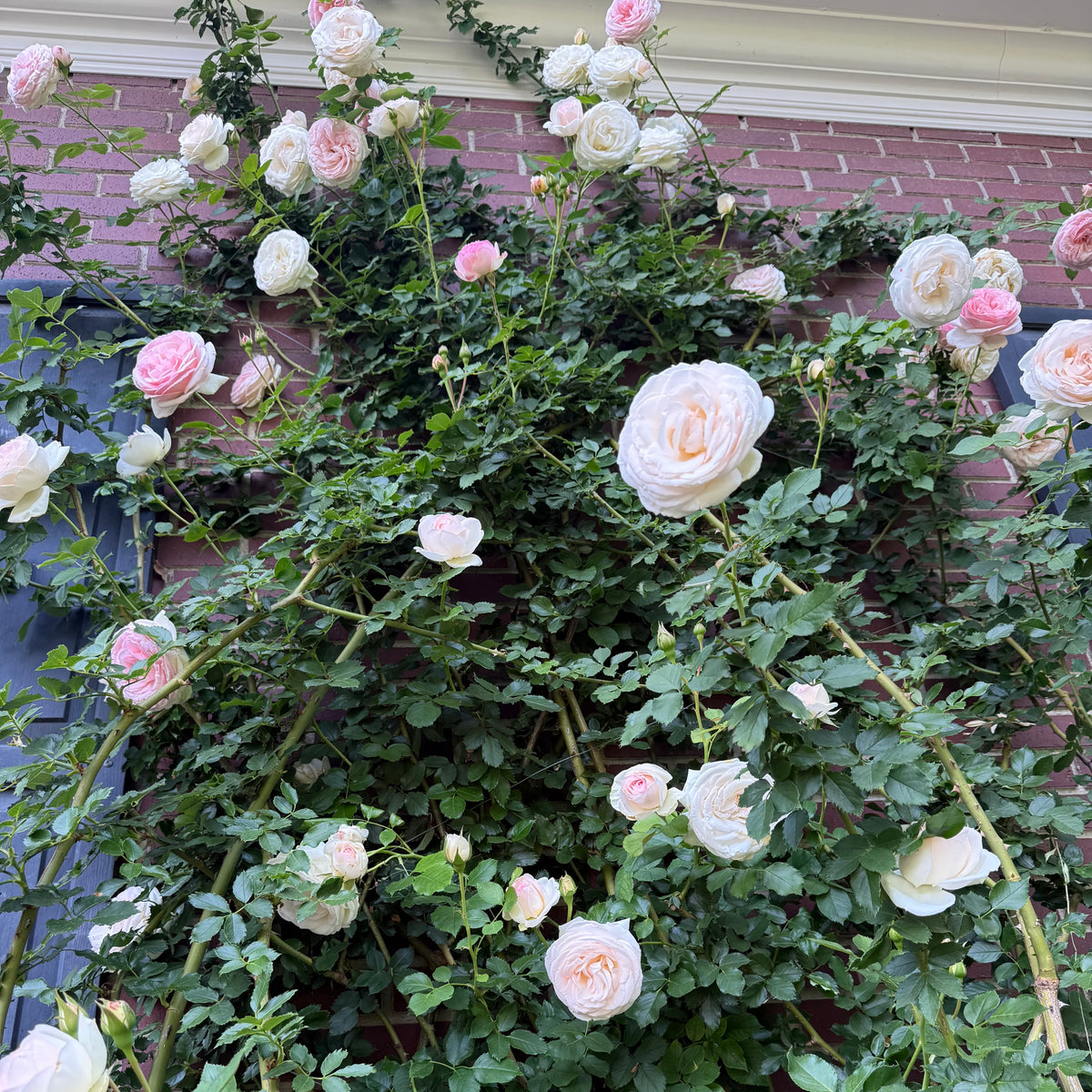 Eden Climber® Bare Root Climbing Rose