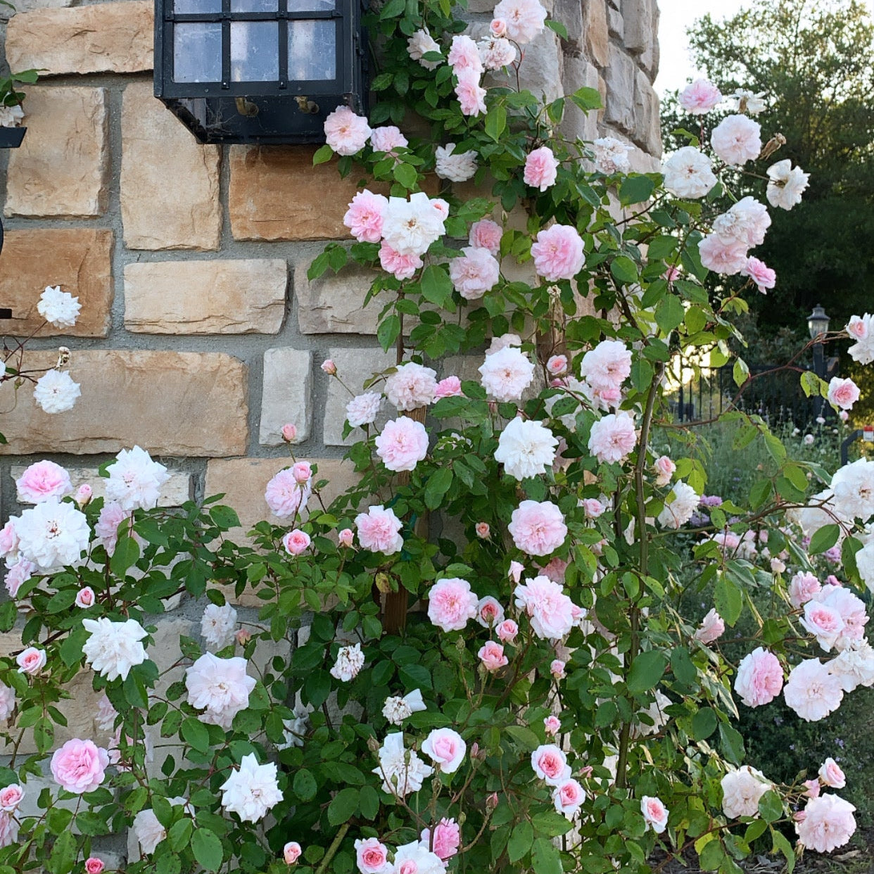 Cecile Brunner™ Potted Climbing Rose