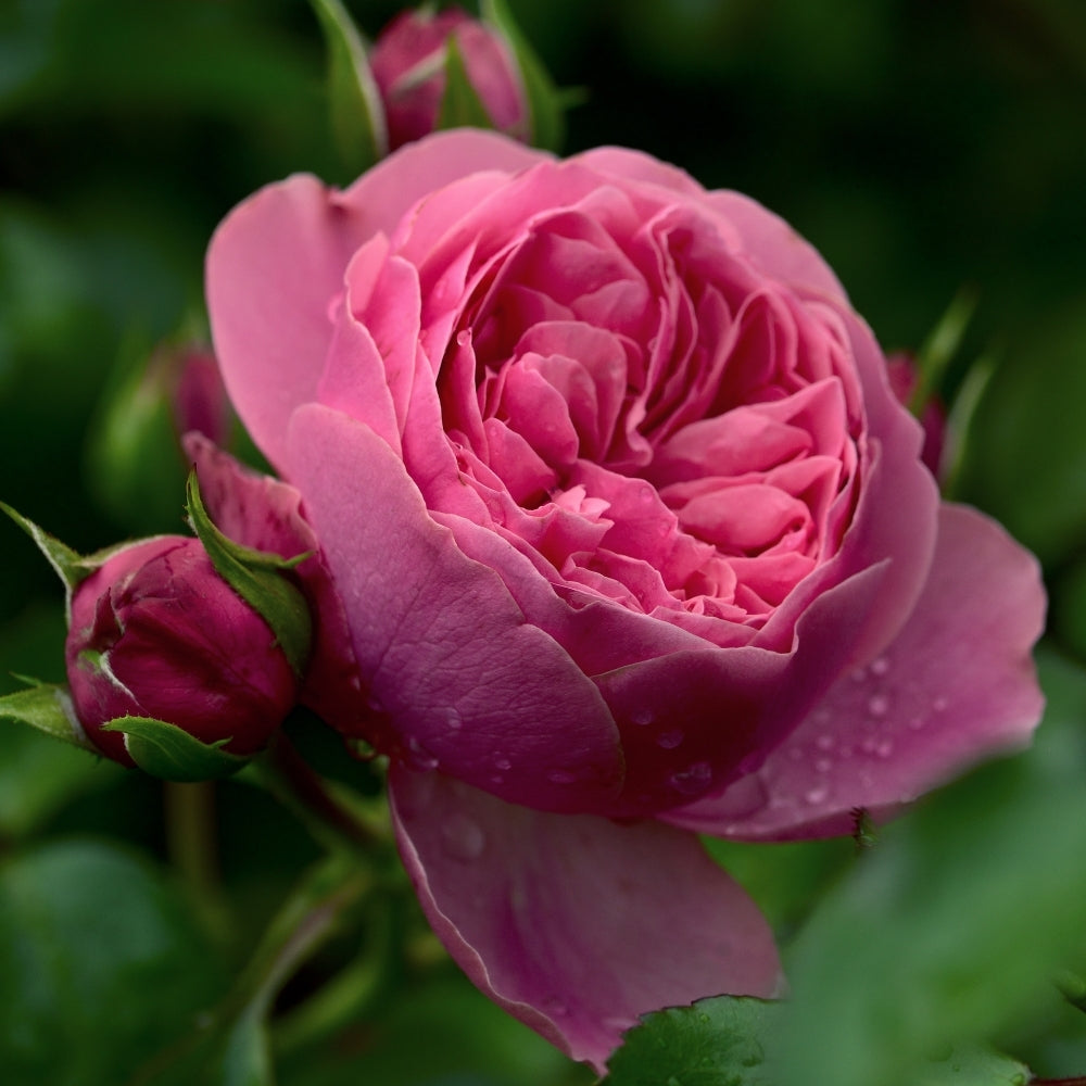 Leonardo da Vinci® Potted Rose Bush