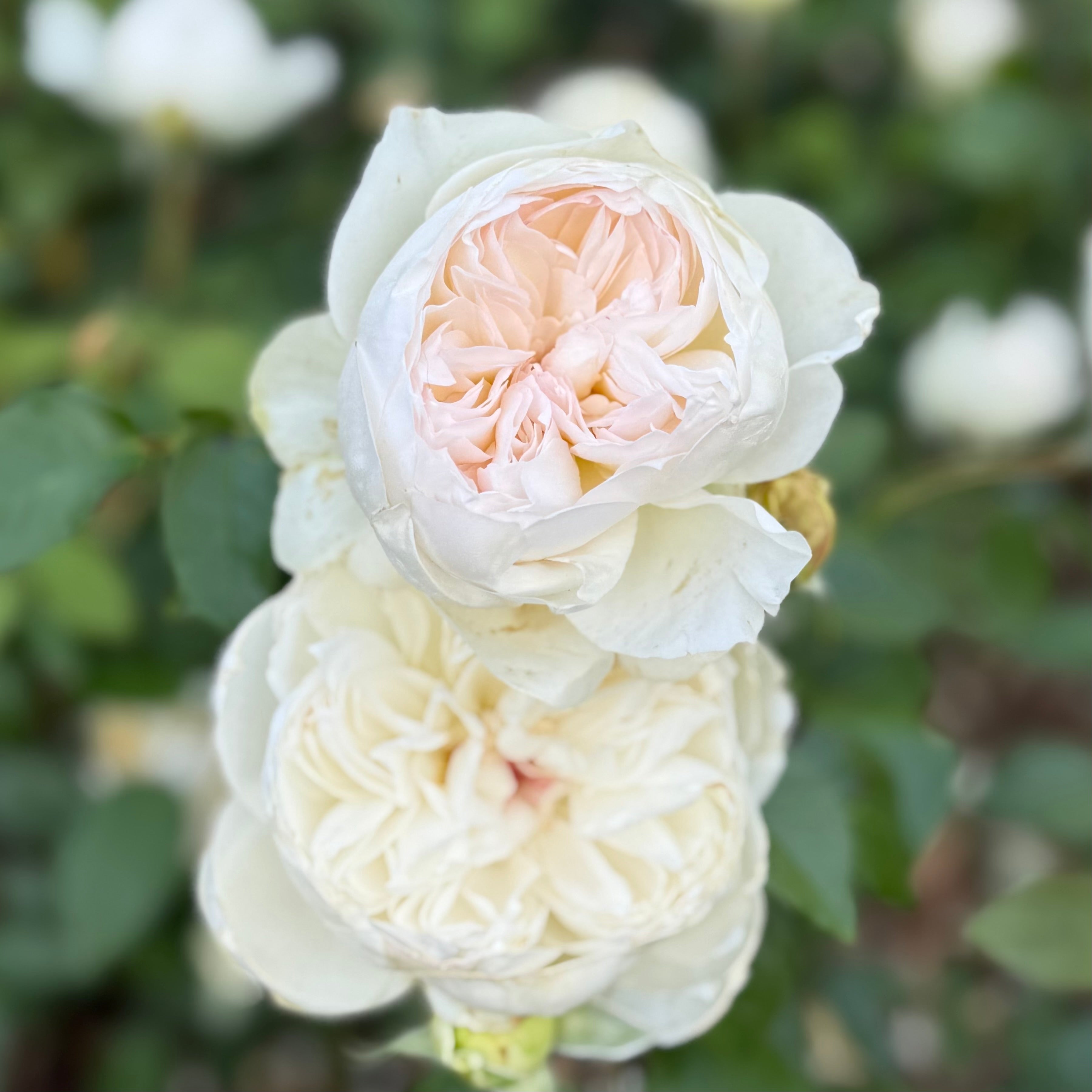 Bolero™ Bare Root Rose Bush