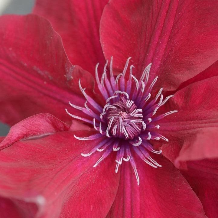 Clematis Raymond Evison® Boulevard® Nubia™ Potted Clematis Plant