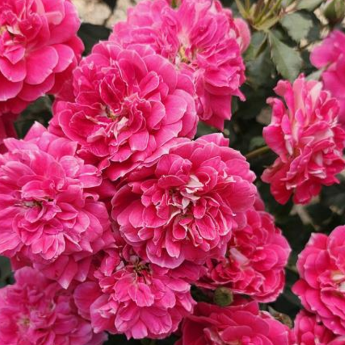 Easy Choice™ Bare Root Rose Bush