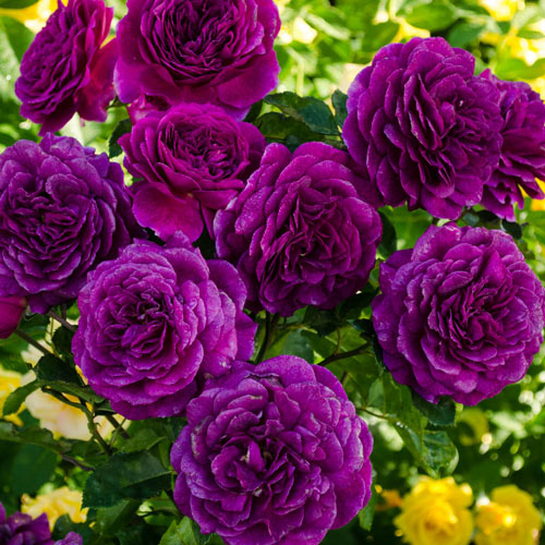 Ebb Tide™ Bare Root Rose Bush