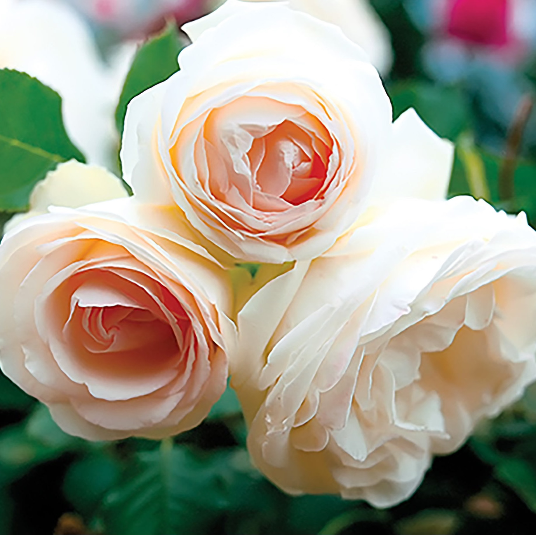 Eden Climber® White Bare Root Climbing Rose