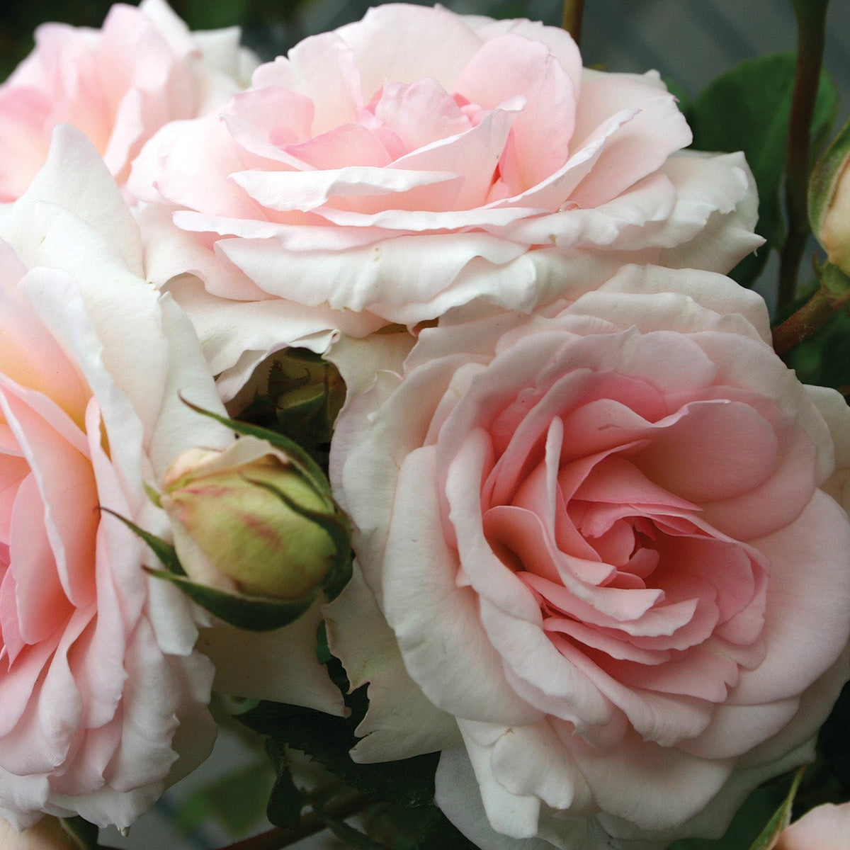 Fairytale Roses® Elegant™ Bare Root Rose Bush