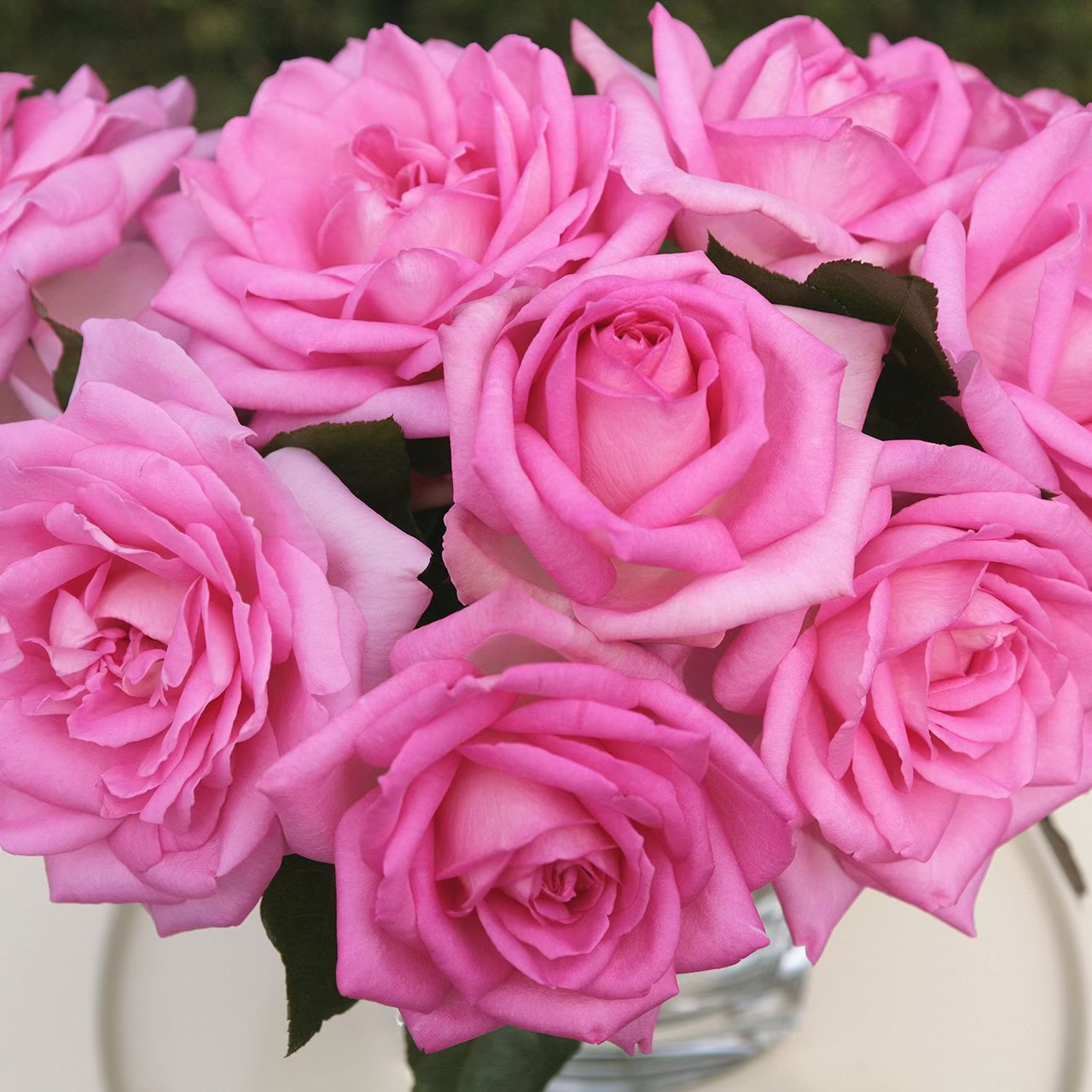 Eleganza® Beverly™ Bare Root Rose Bush