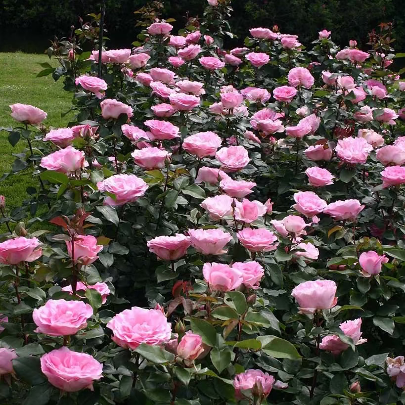 Eleganza® Beverly™ Bare Root Rose Bush