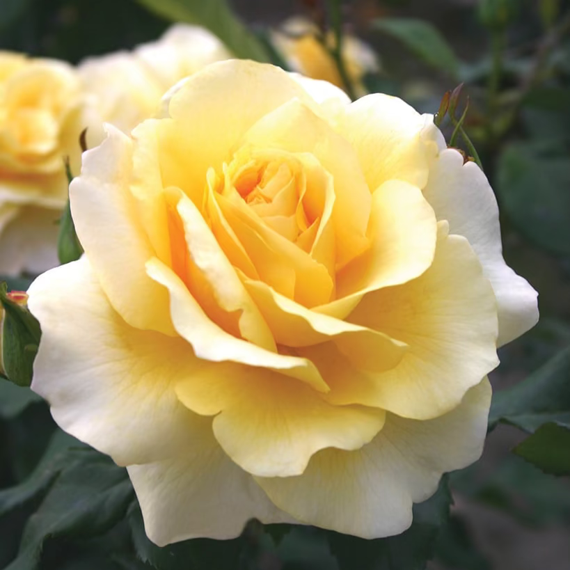 Eleganza® Sunny Sky™ Bare Root Rose Bush