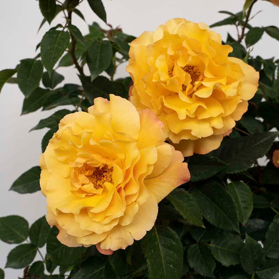 Eleganza® Sunny Sky™ Bare Root Rose Bush