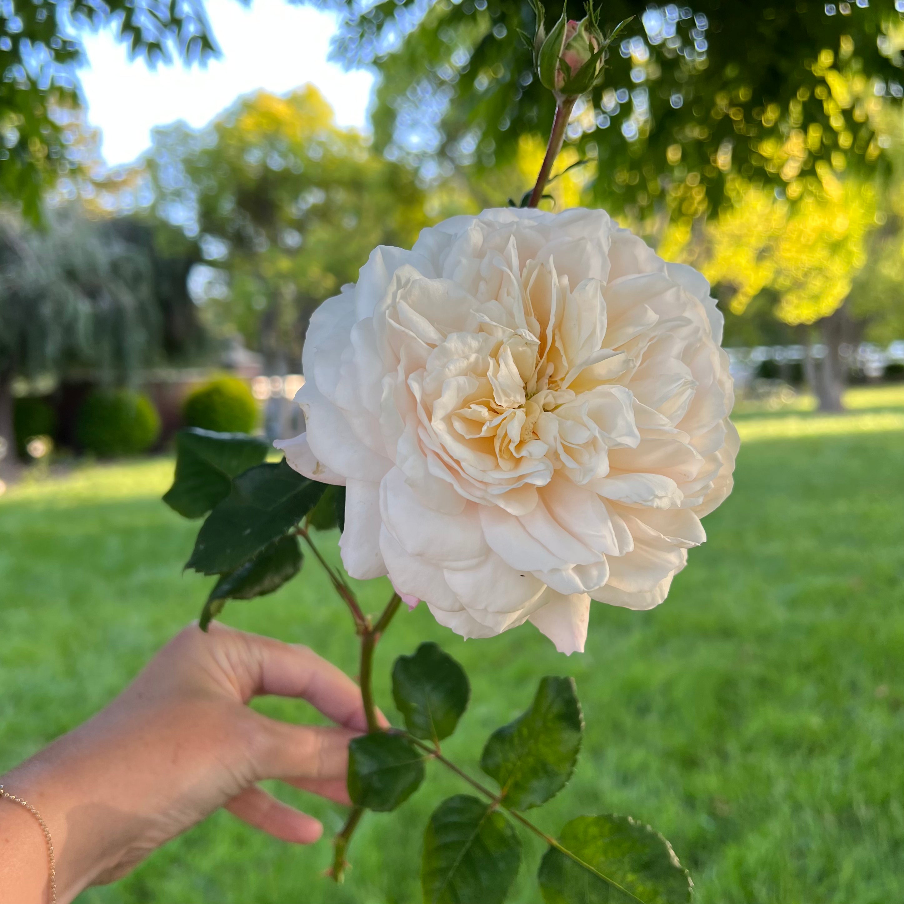 David Austin® Emily Bronte Potted Tree Rose