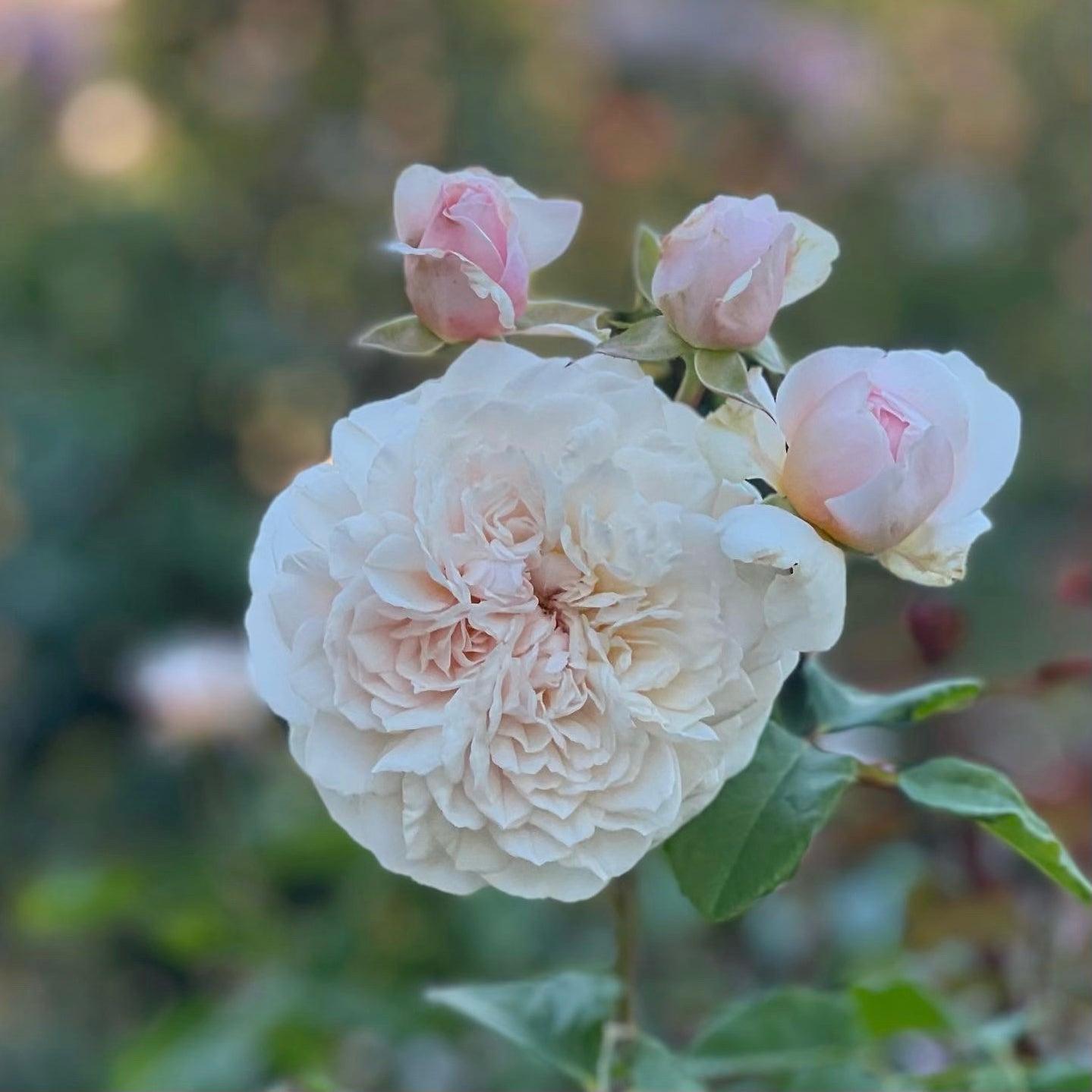 David Austin® Emily Bronte Potted Rose Bush