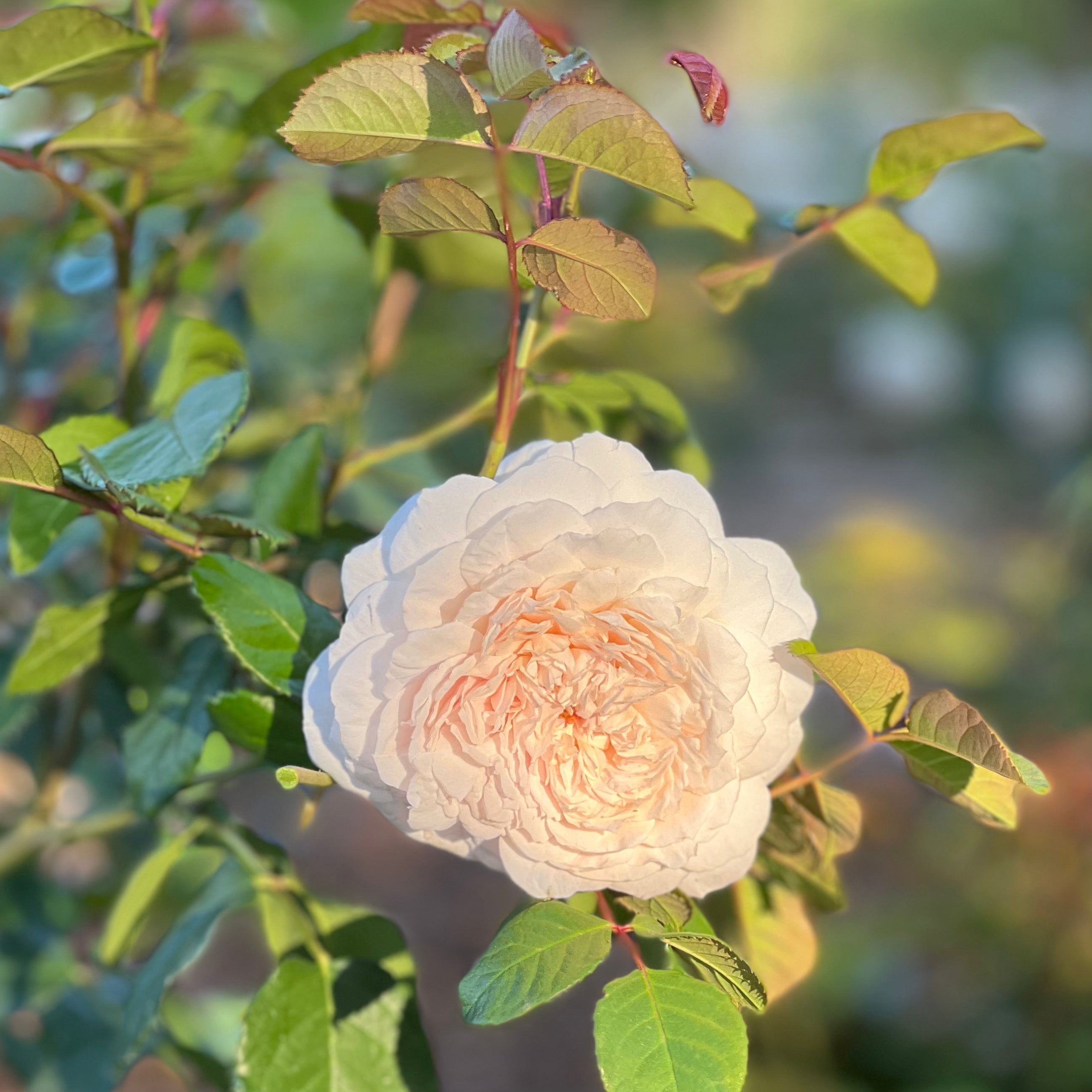 David Austin® Emily Bronte Potted Rose Bush