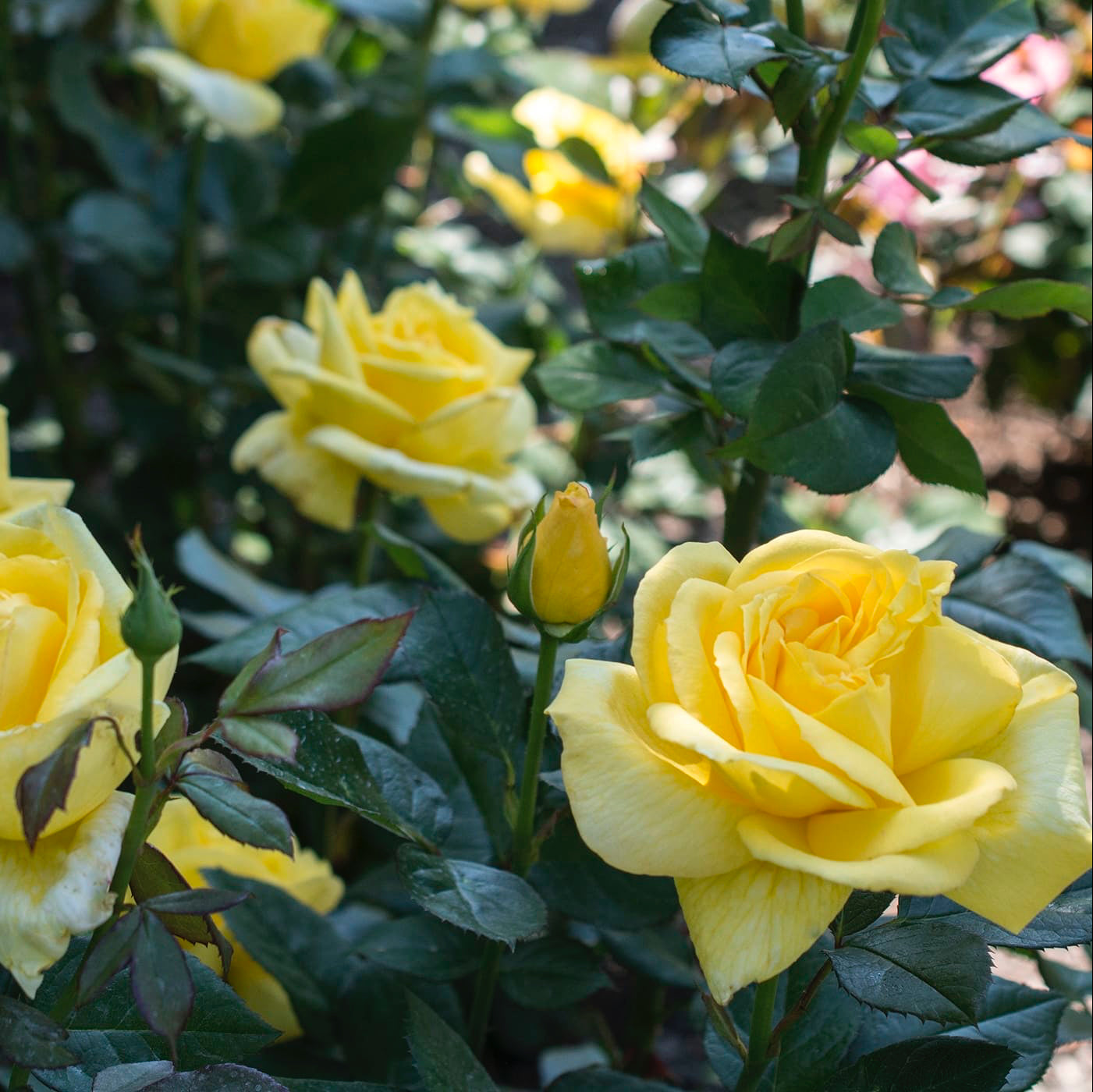 Eternal Flame™ Potted Rose Bush