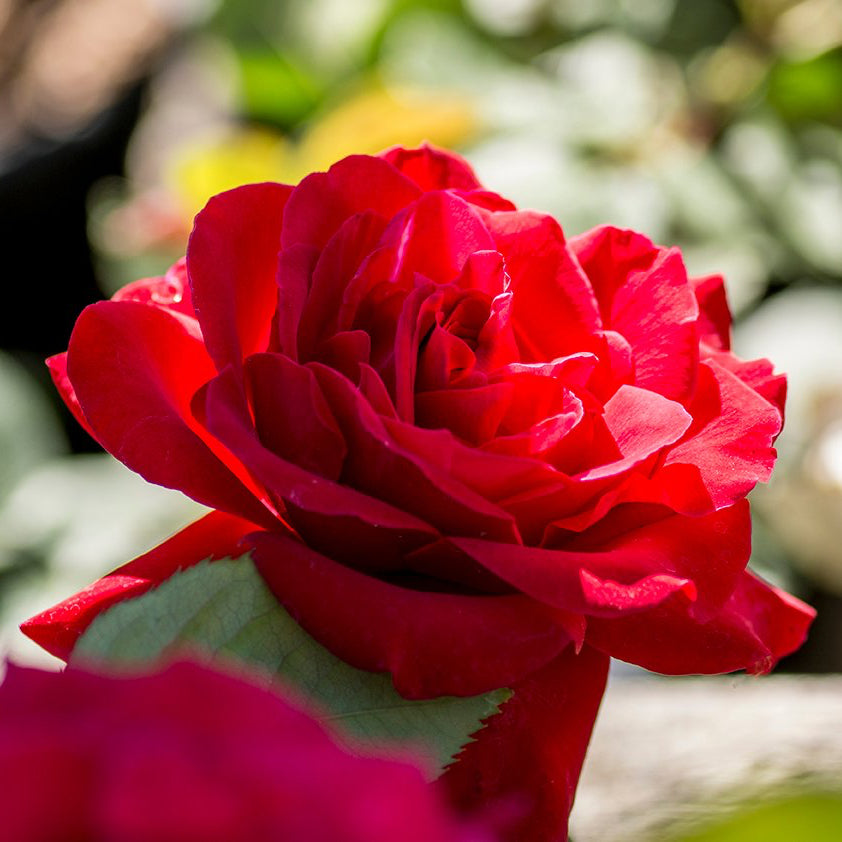 Europeana Potted Rose Bush