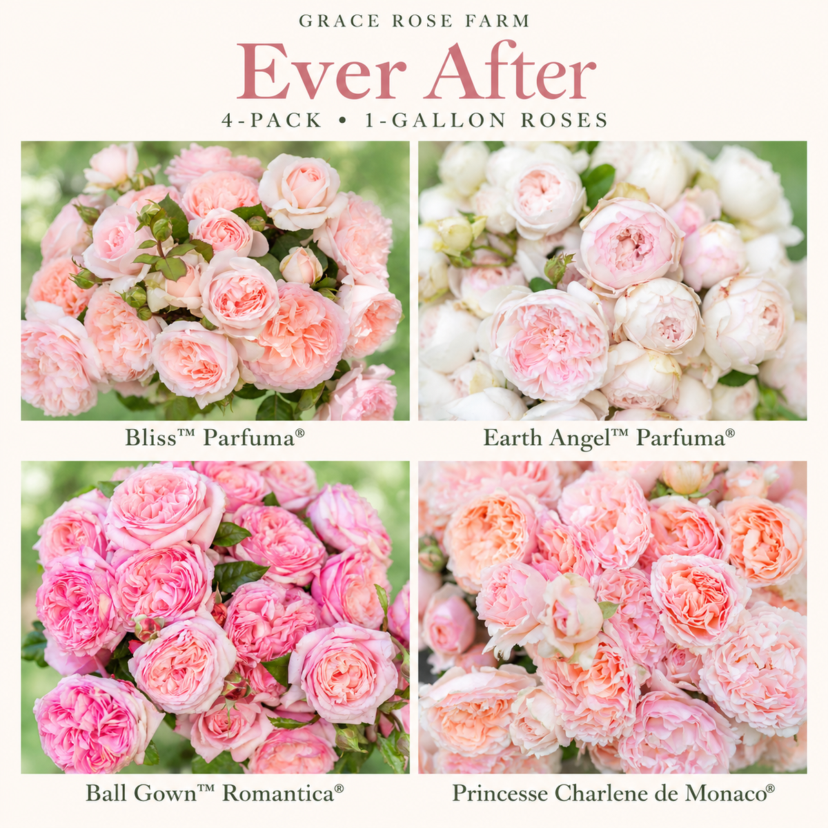 EVER AFTER 4 Pack - Bliss™, Earth Angel™, Ball Gown™ & Princesse Charlene de Monaco™