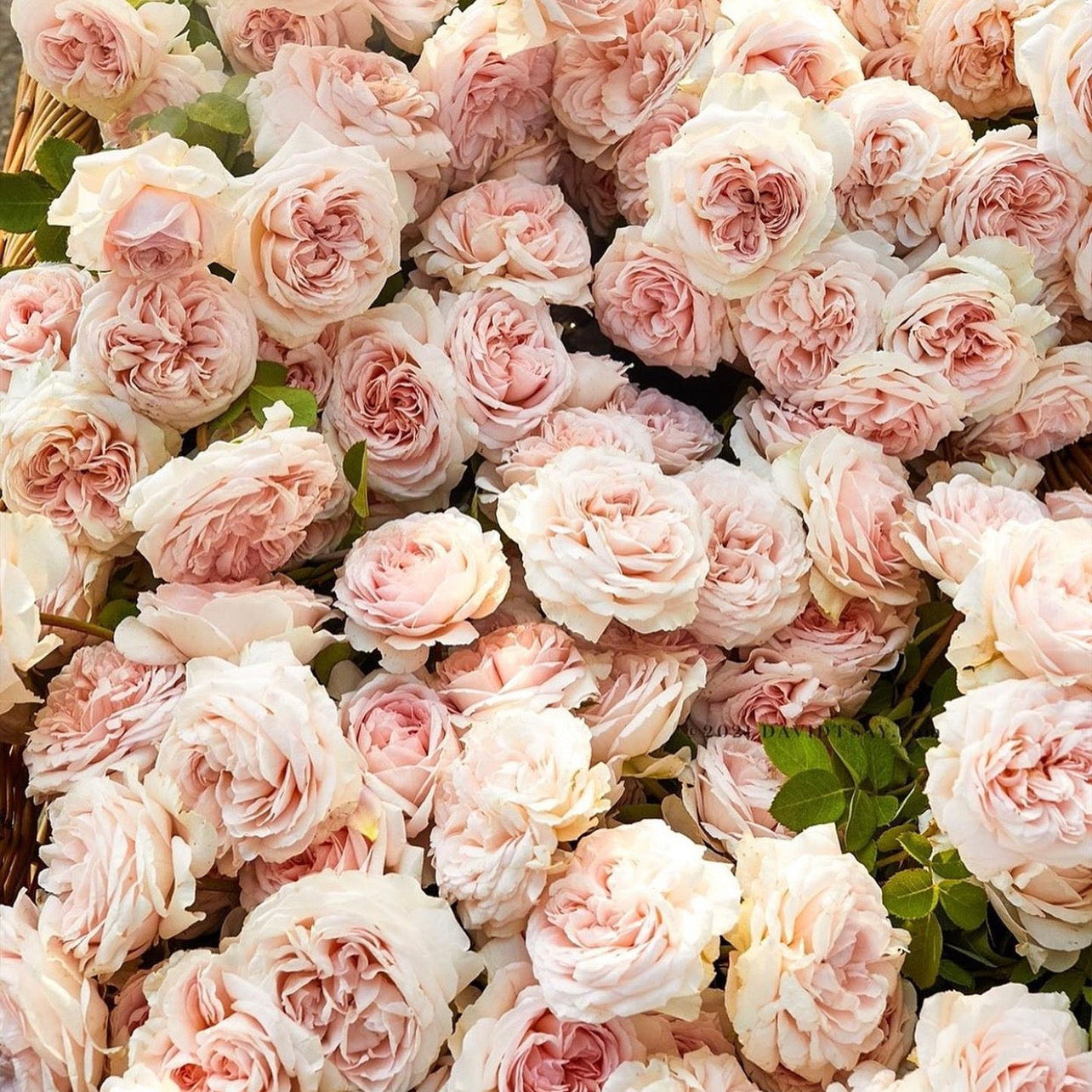 Close-up of a bouquet of pink and white roses with green leaves.