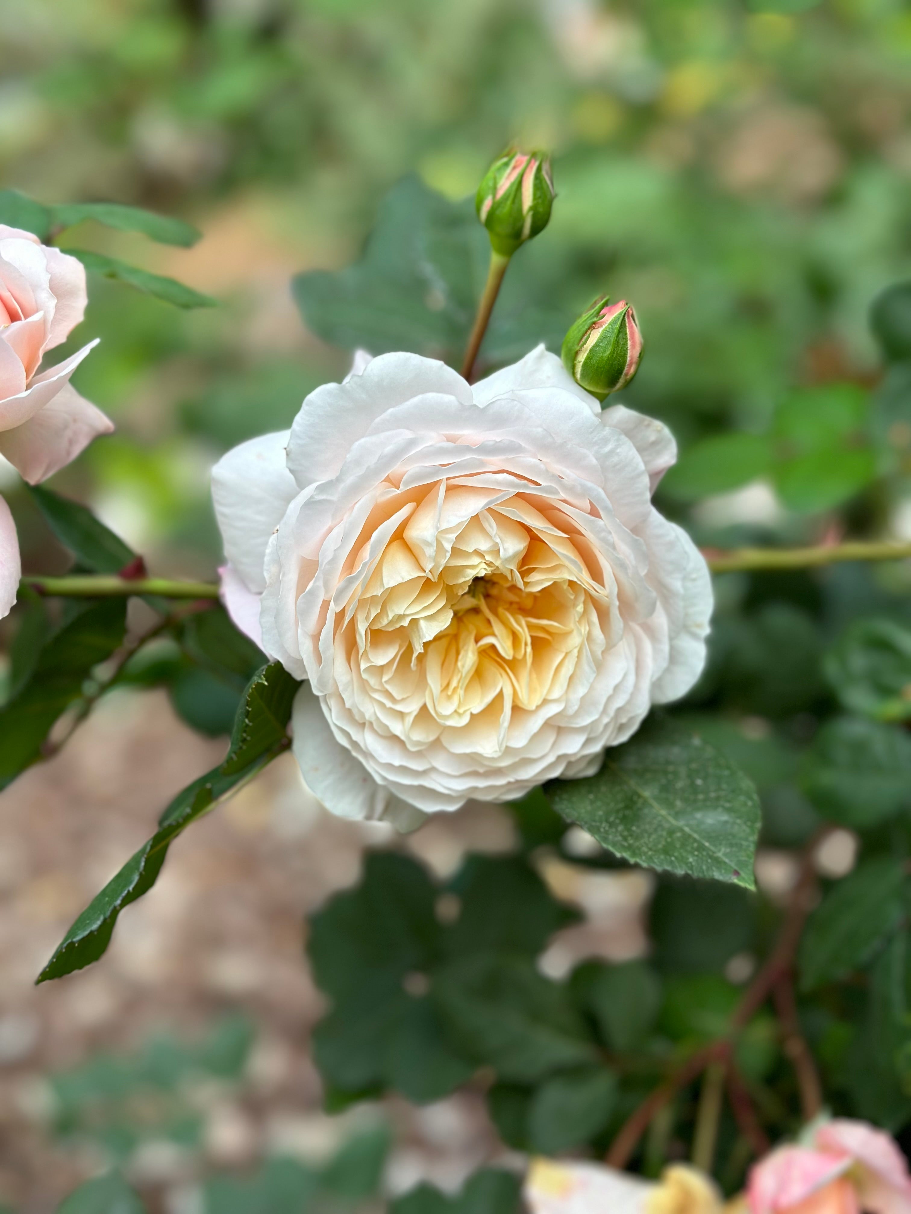 David Austin ® Crocus Rose Potted Rose Bush