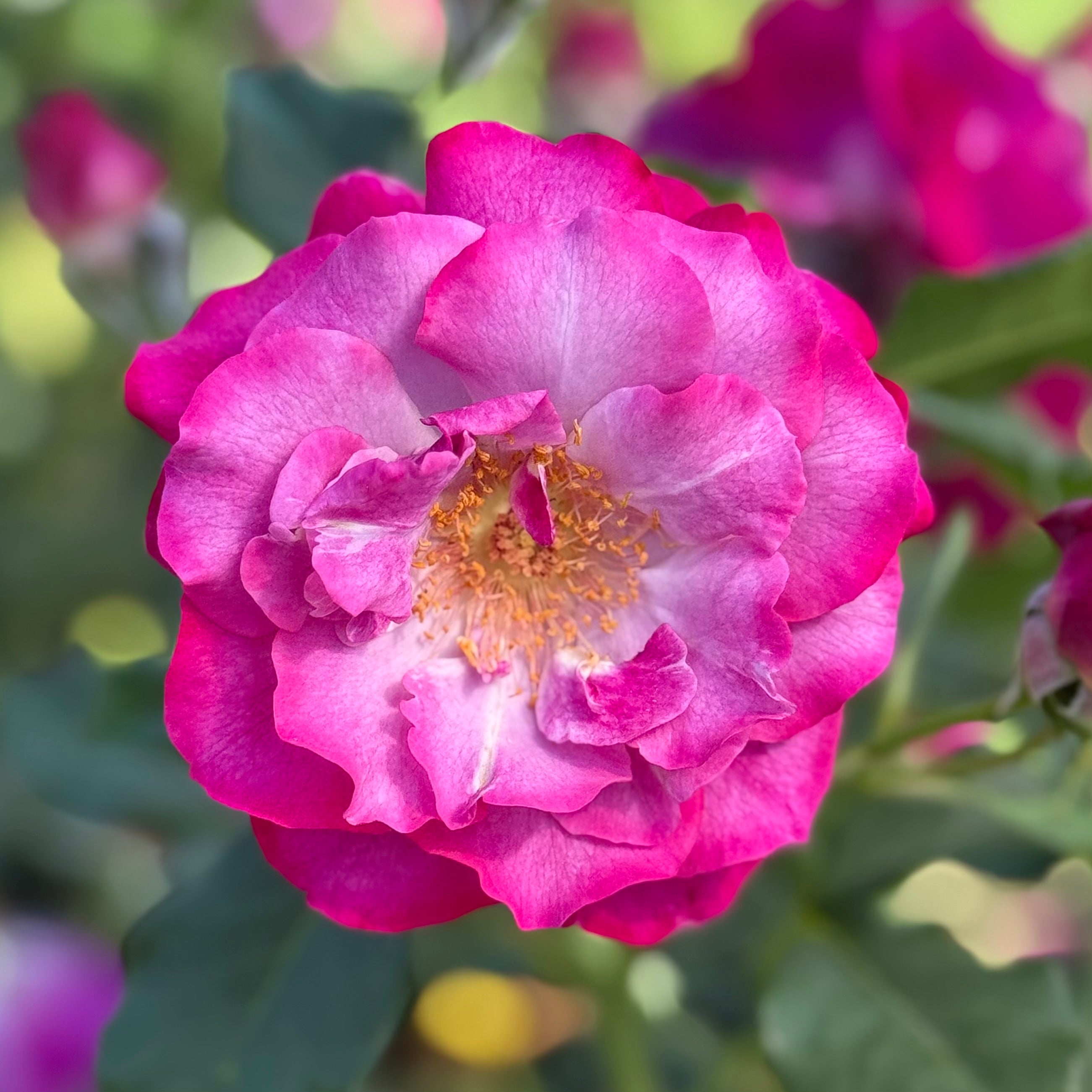 Wild Blue Yonder™ Potted Rose Bush