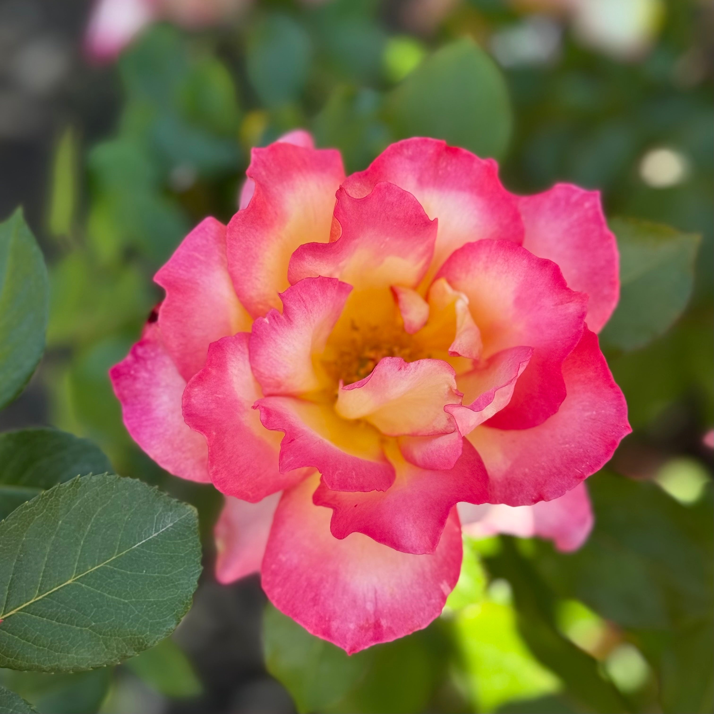 Rainbow Sorbet™ Potted Rose Bush