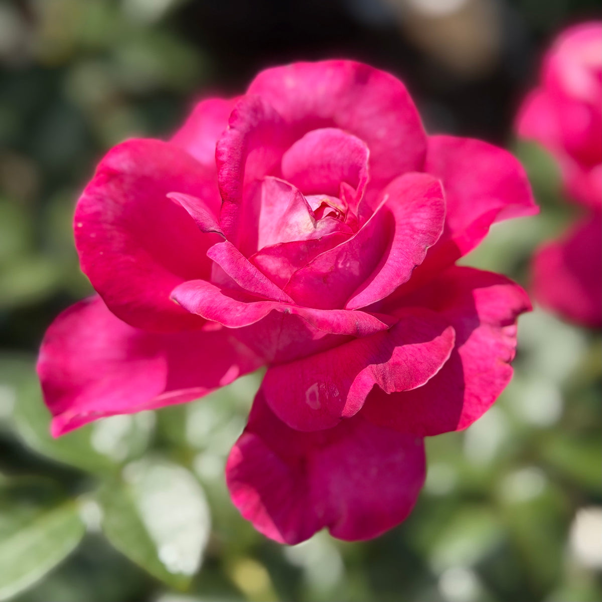 Adélaïde-Grace™ Bare Root Rose Bush