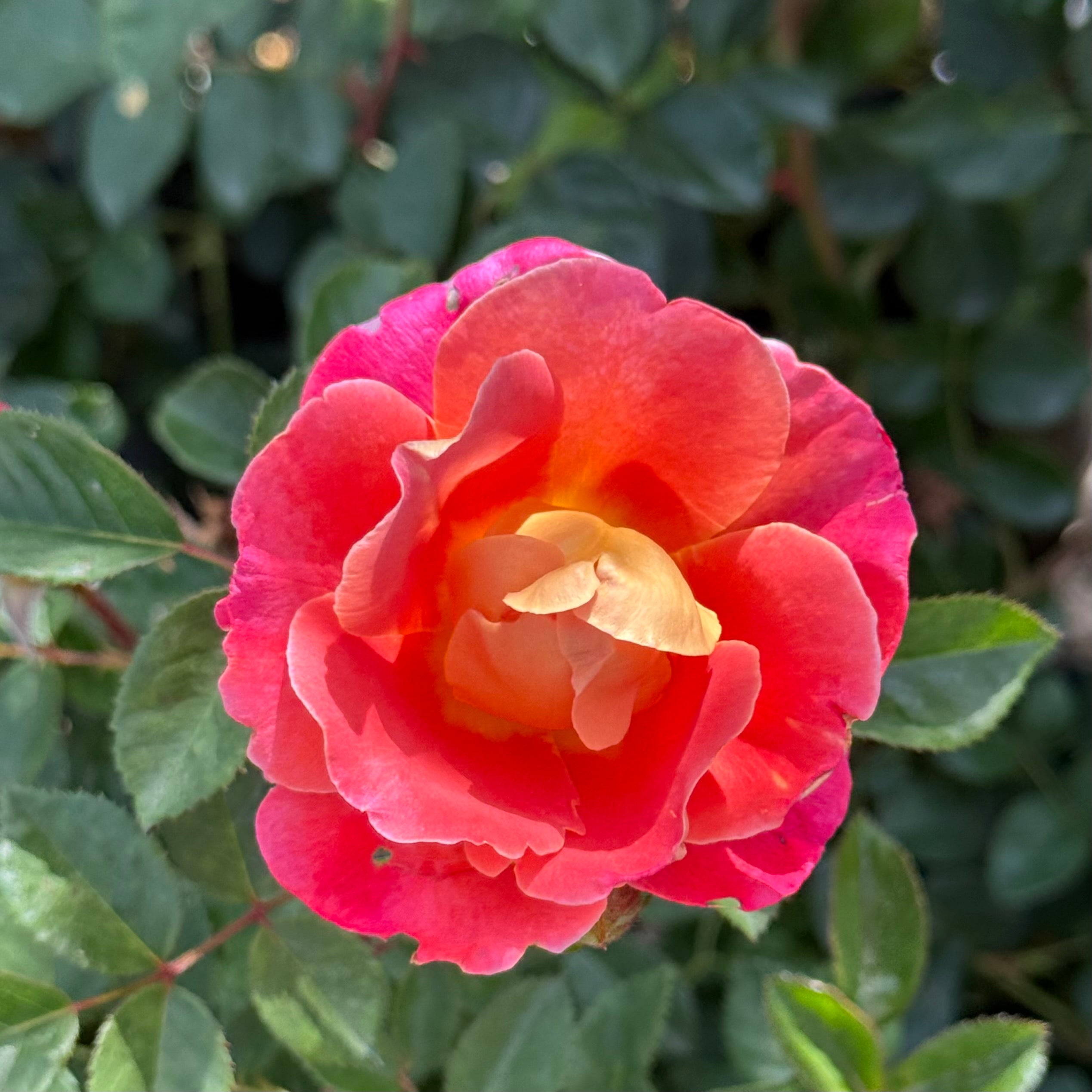 Fruity Petals™ Potted Climbing Rose