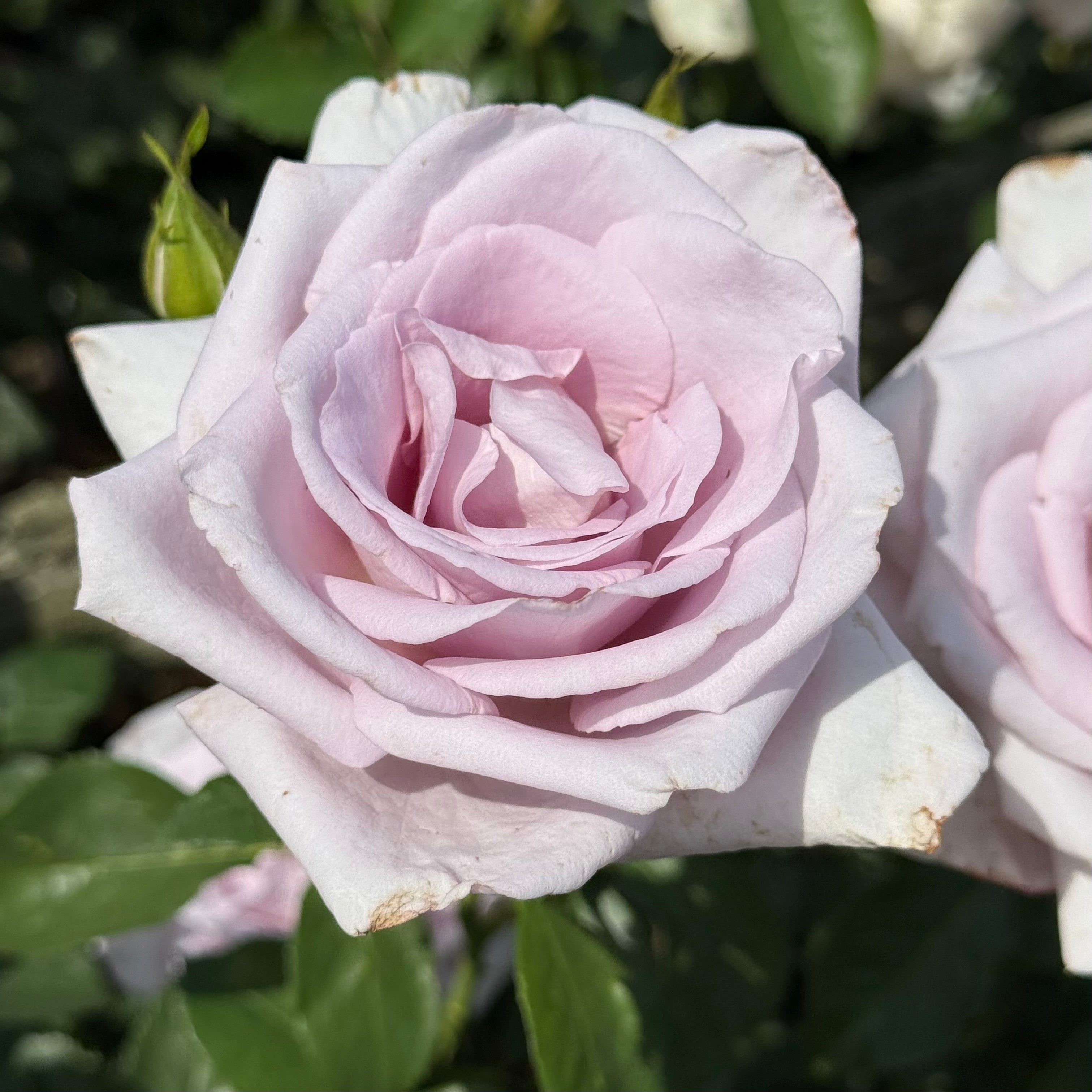 Lagerfeld® Potted Rose Bush